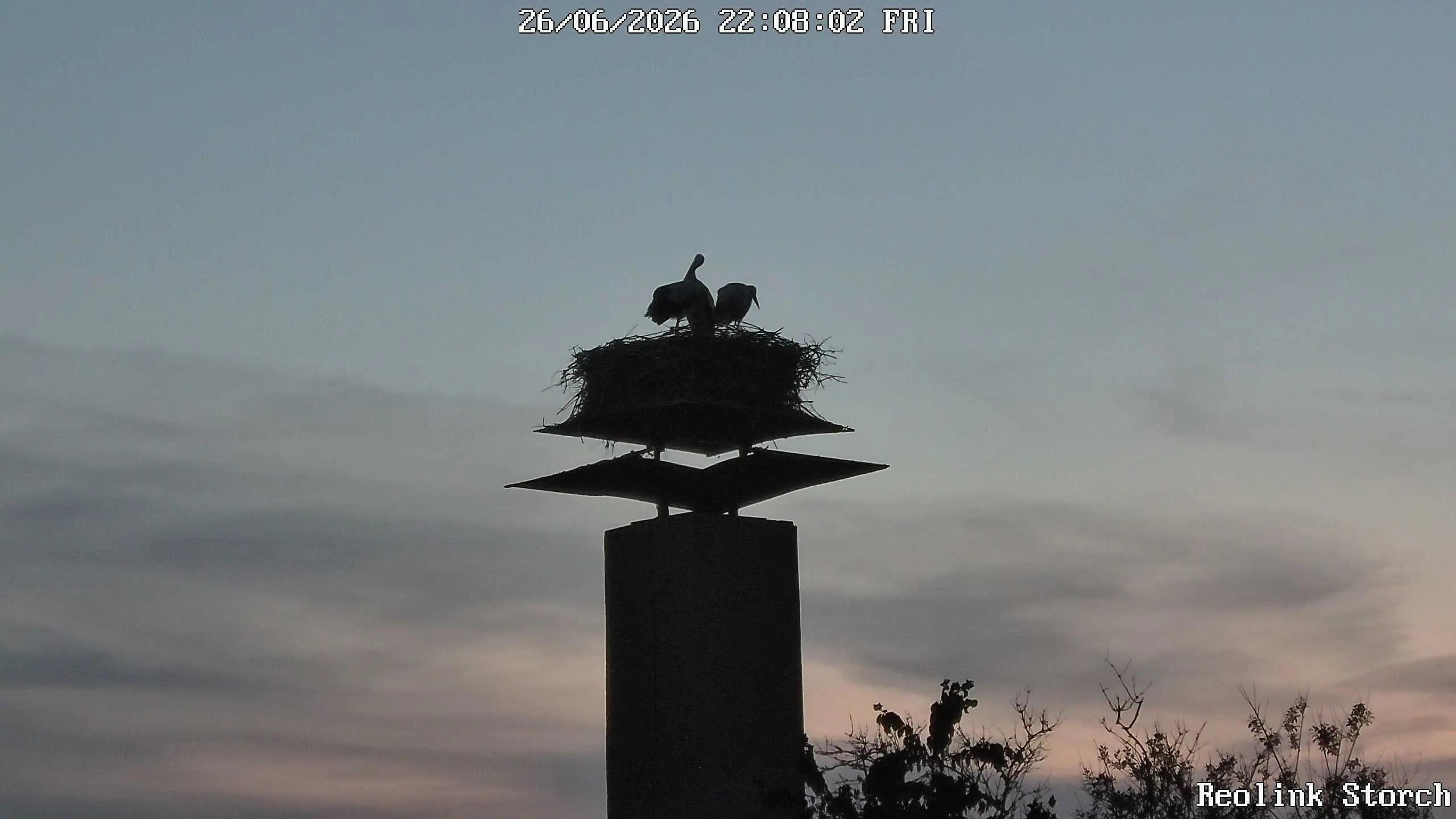 Storchencam Bild