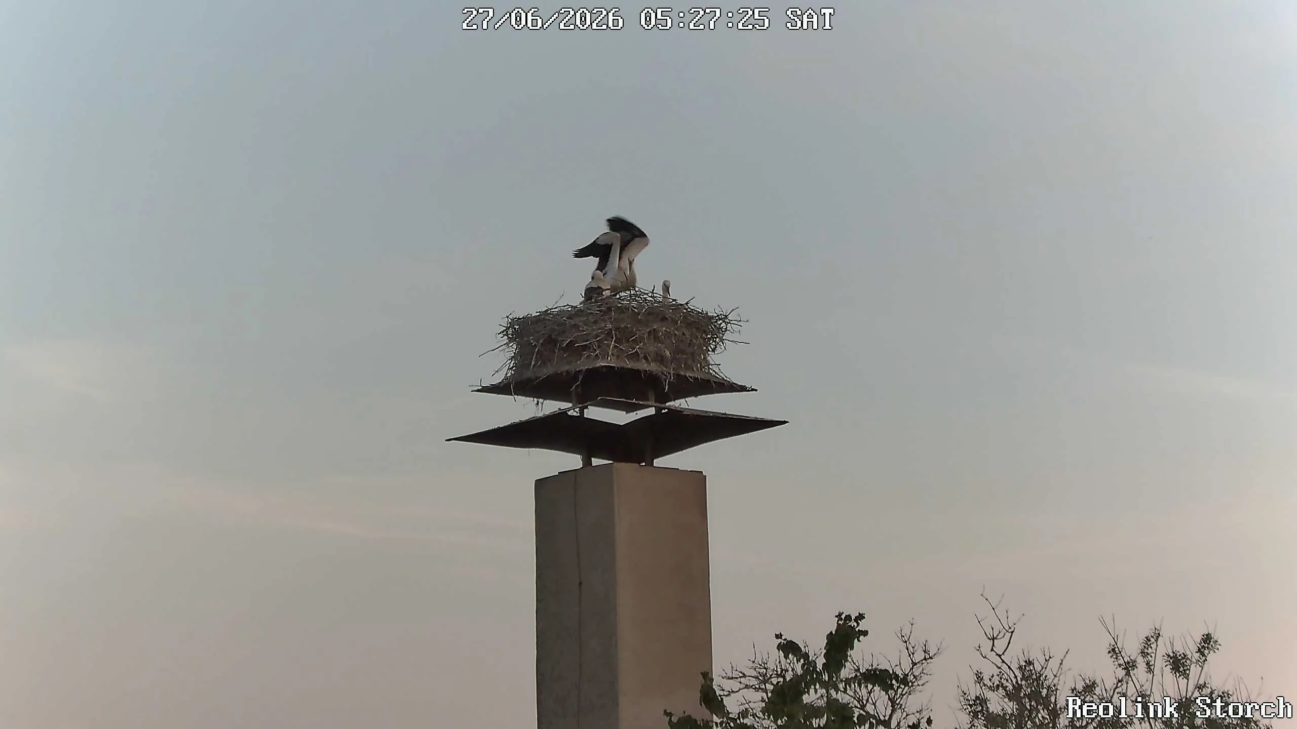 Storchencam Bild