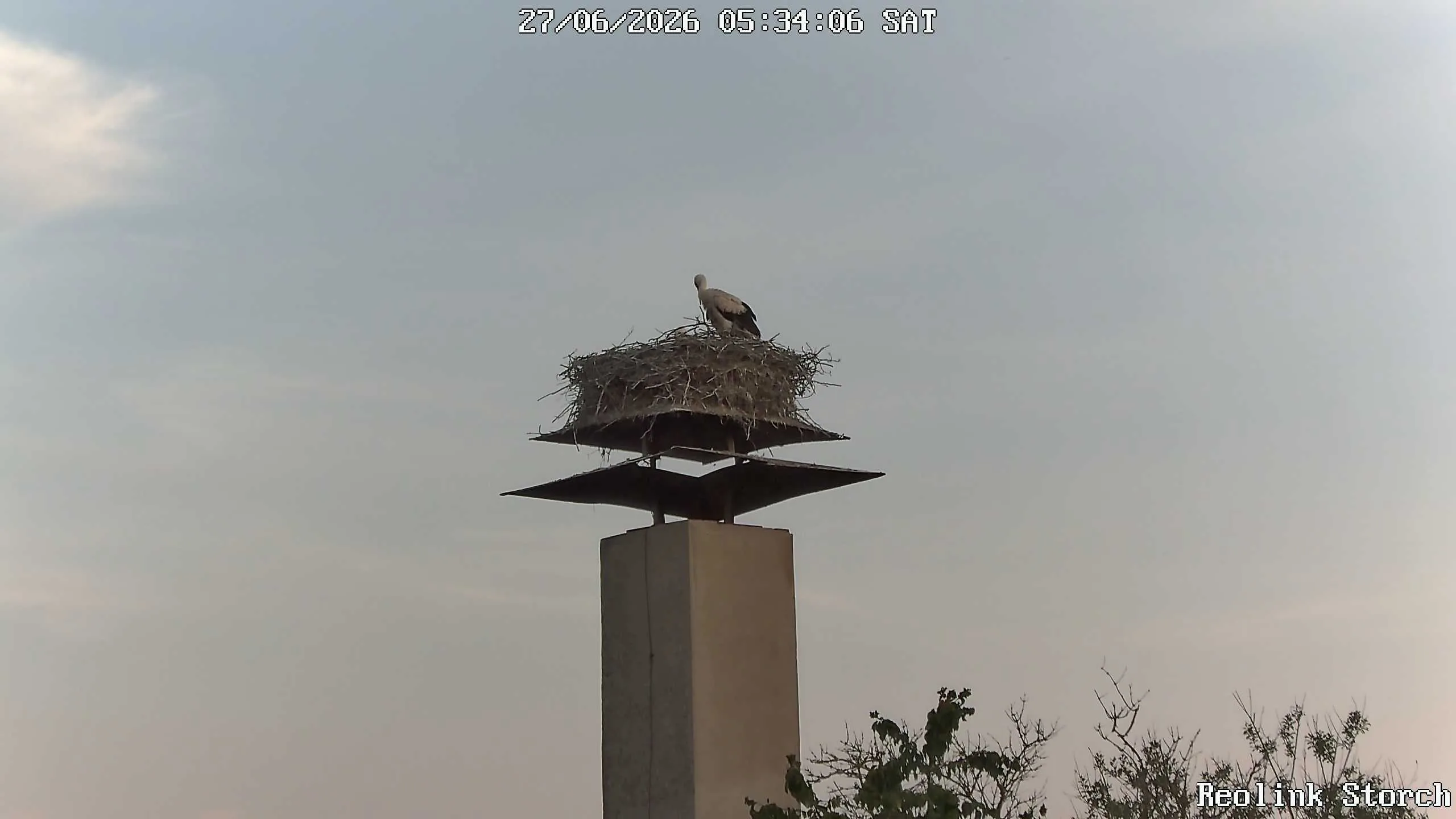 Storchencam Bild