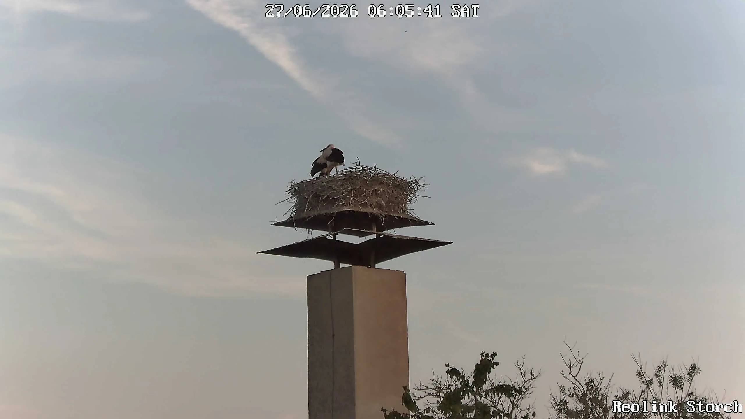 Storchencam Bild