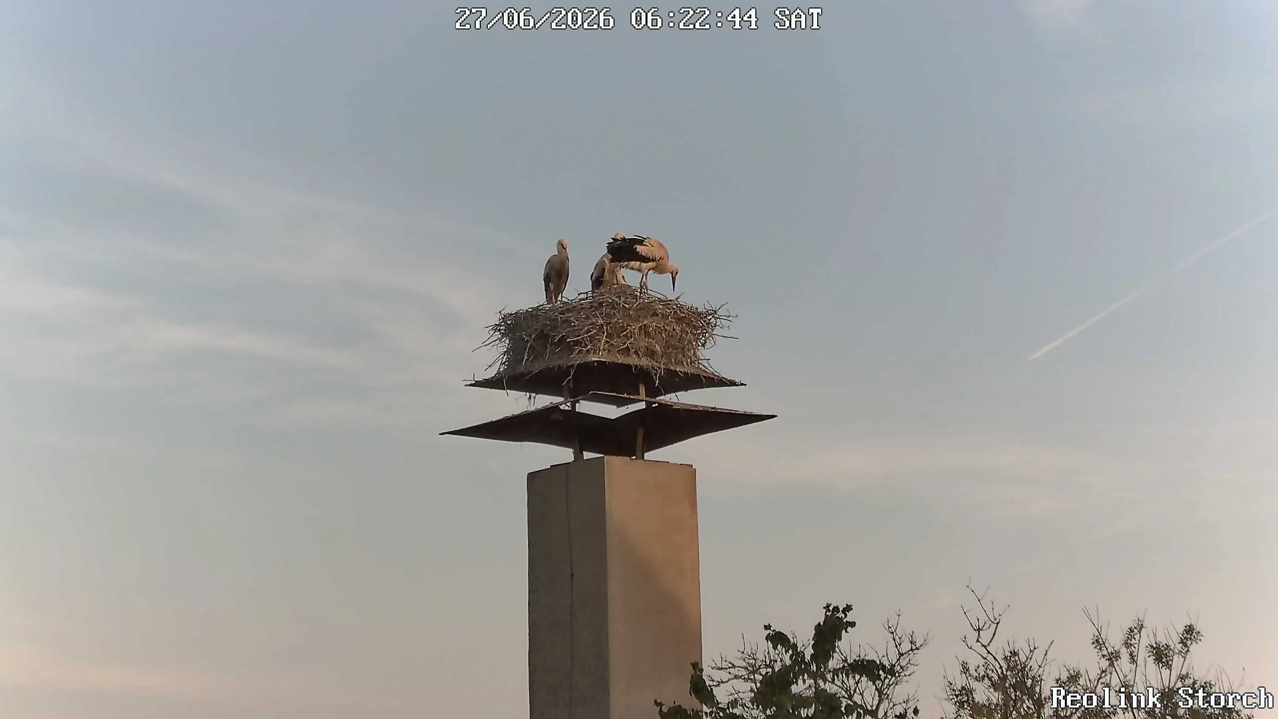 Storchencam Bild