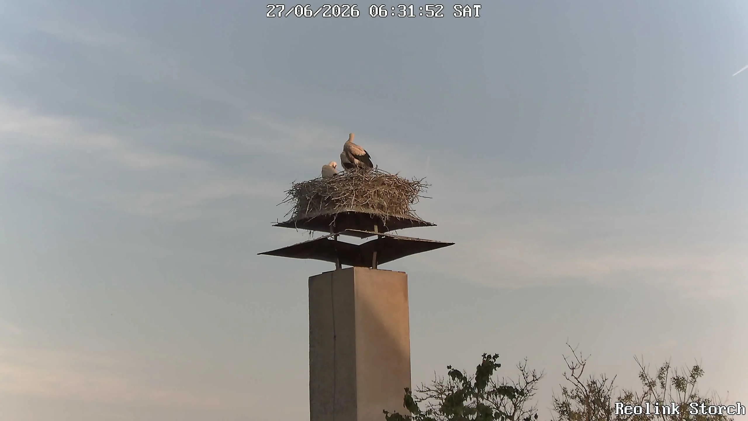 Storchencam Bild