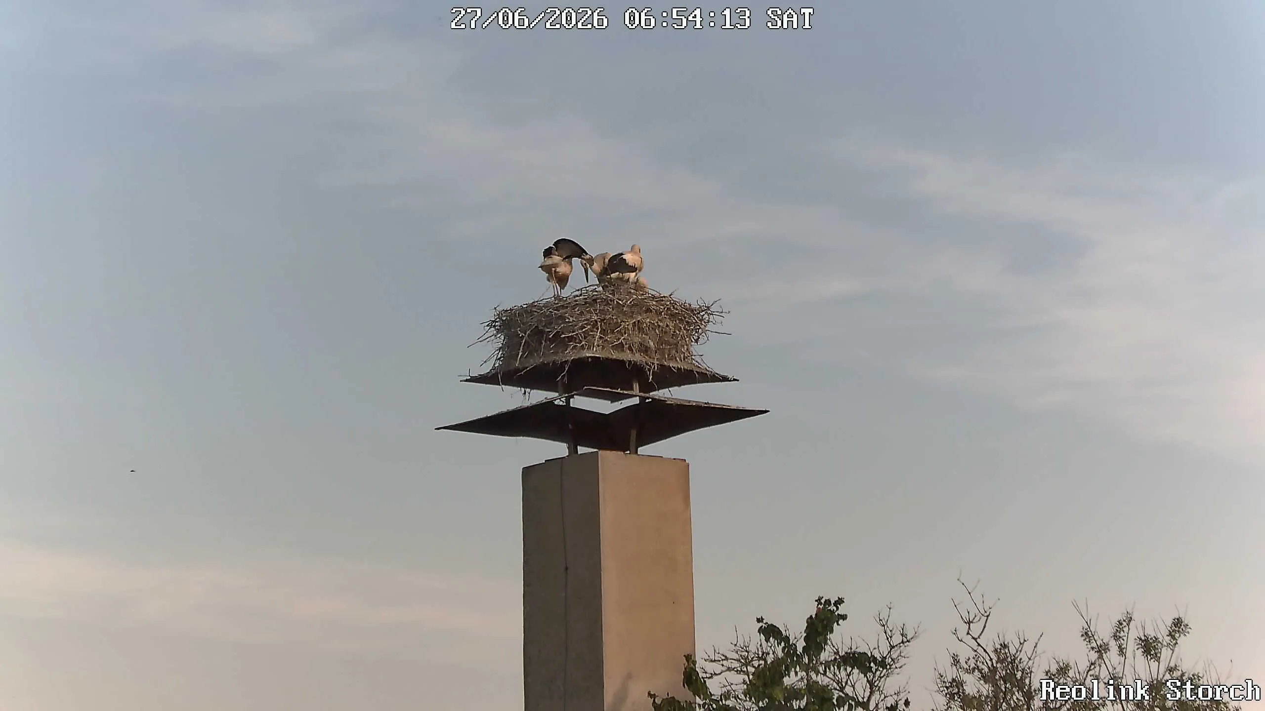 Storchencam Bild