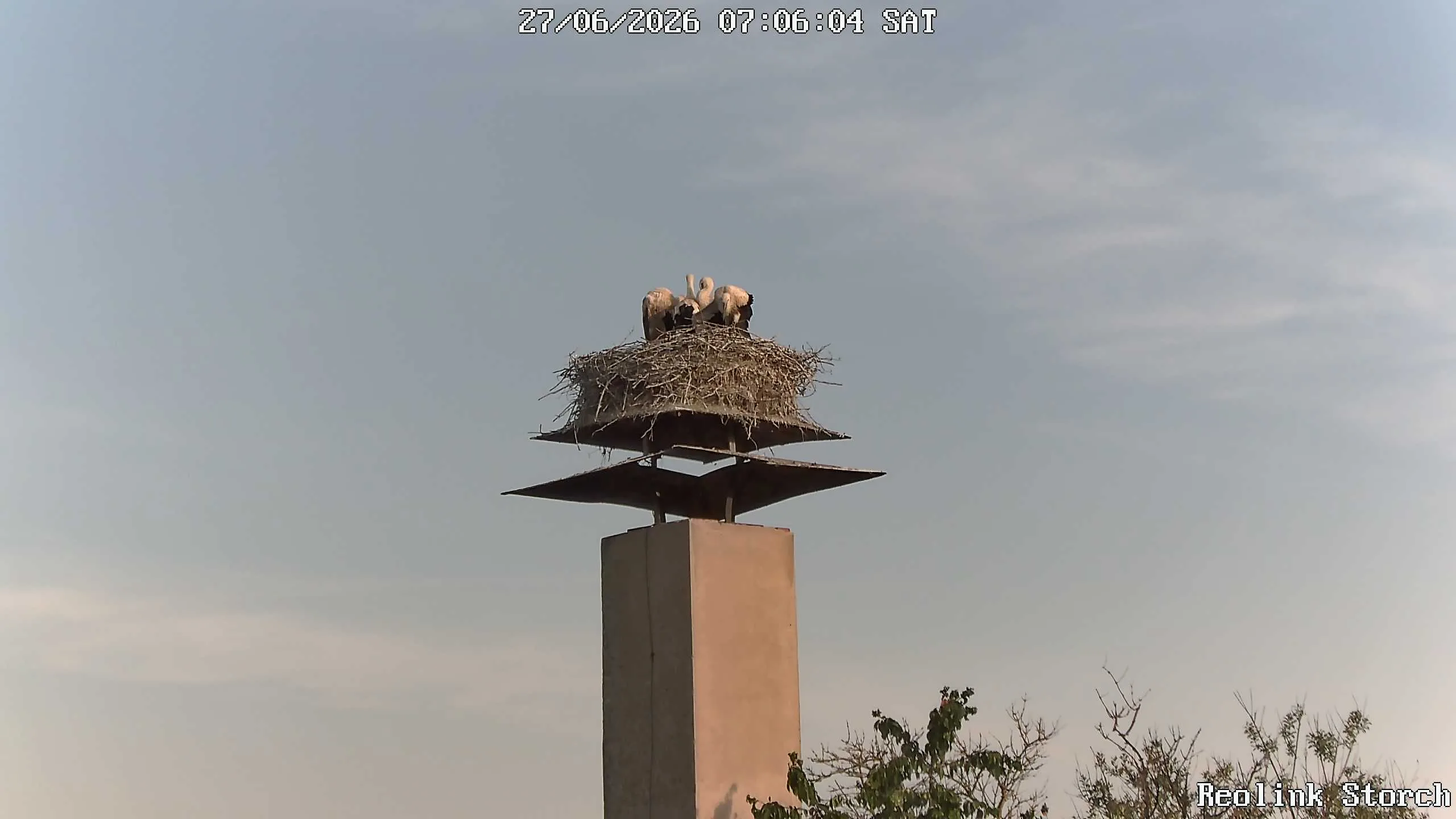 Storchencam Bild
