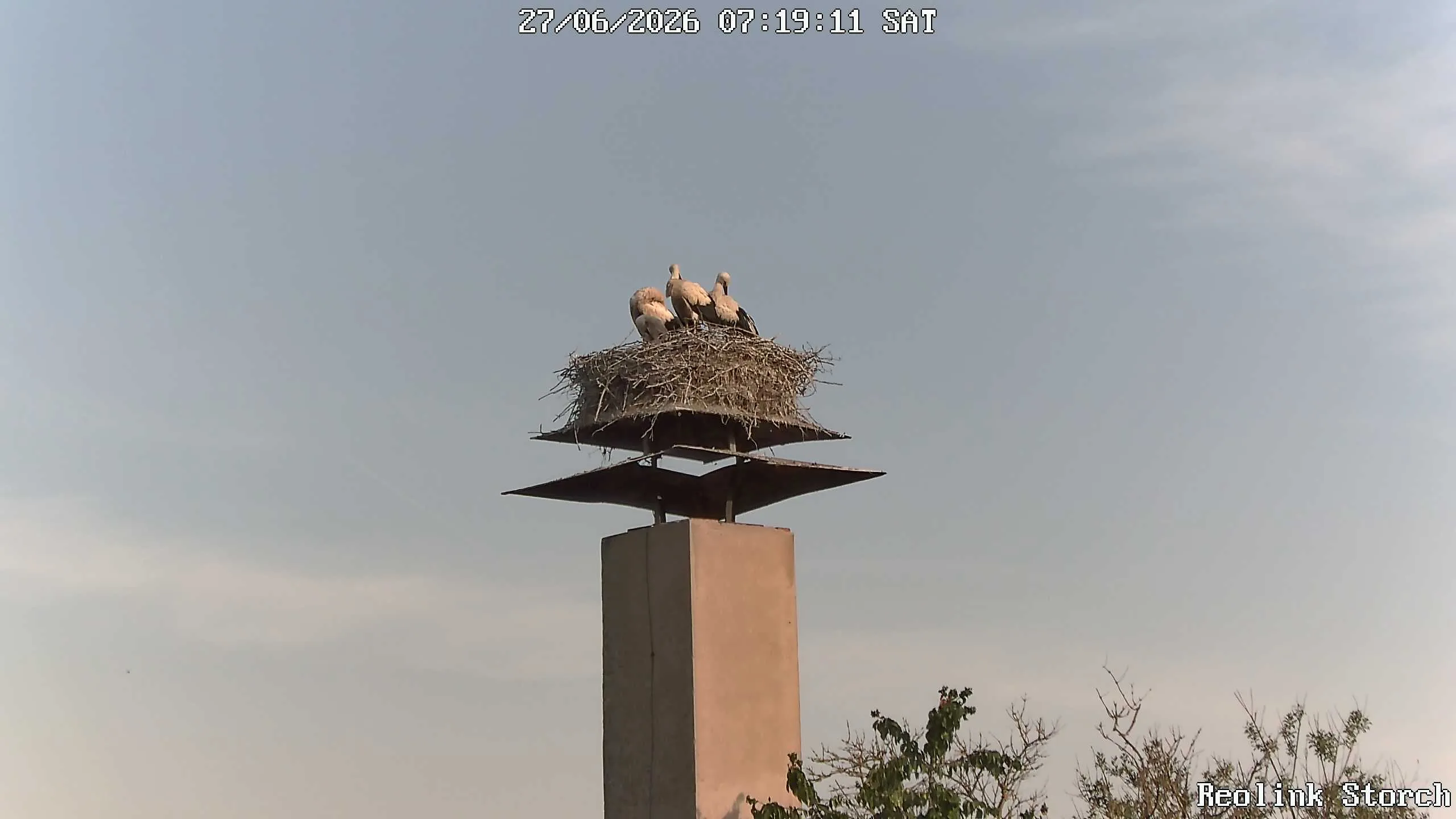 Storchencam Bild