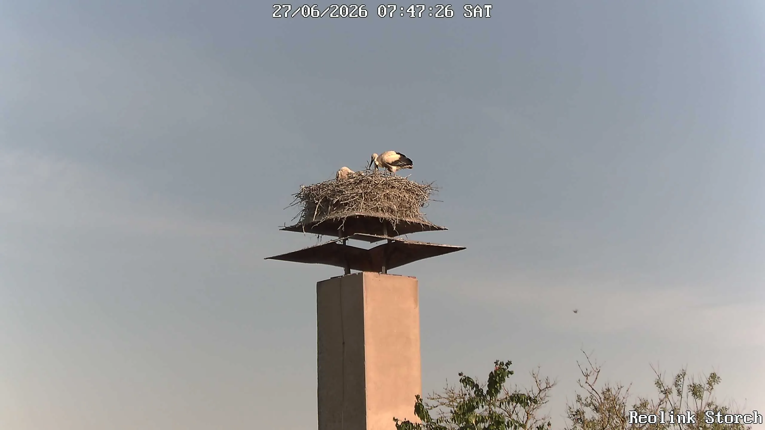 Storchencam Bild