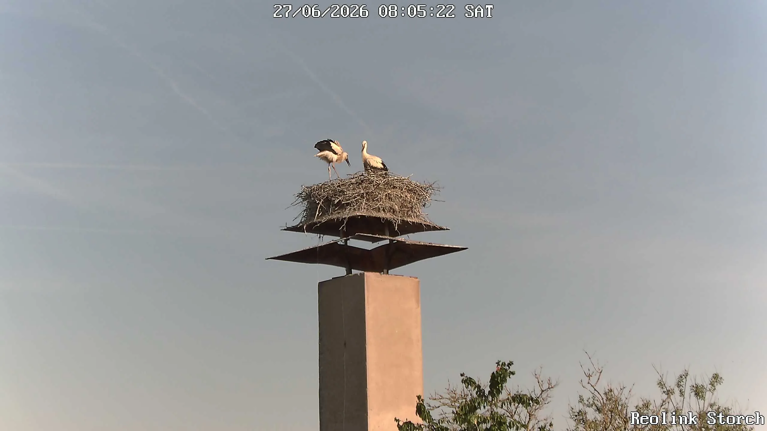 Storchencam Bild