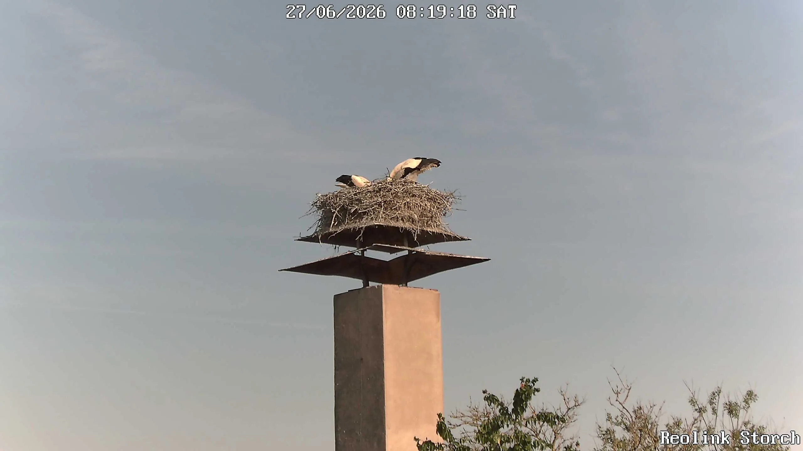 Storchencam Bild