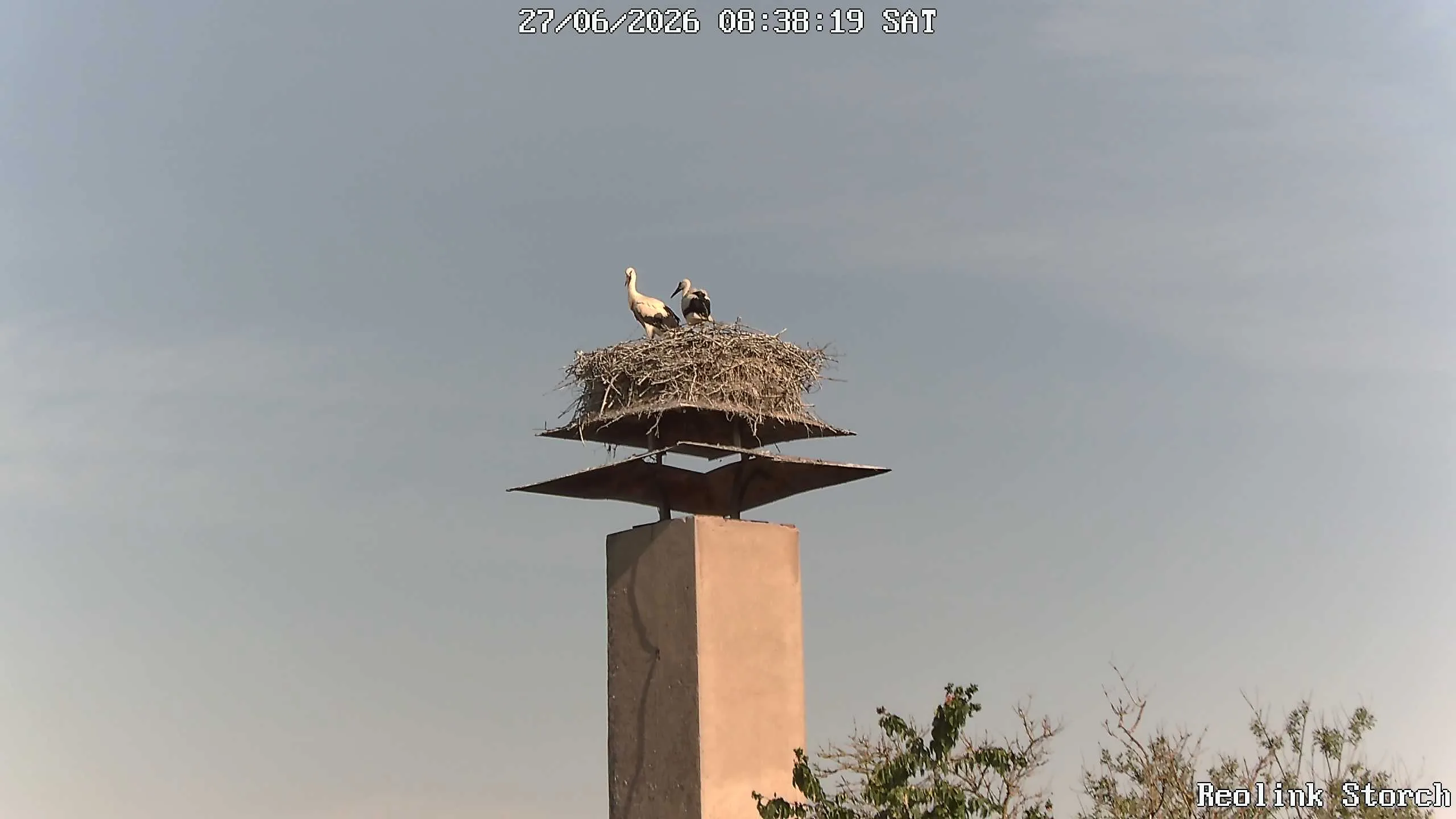 Storchencam Bild
