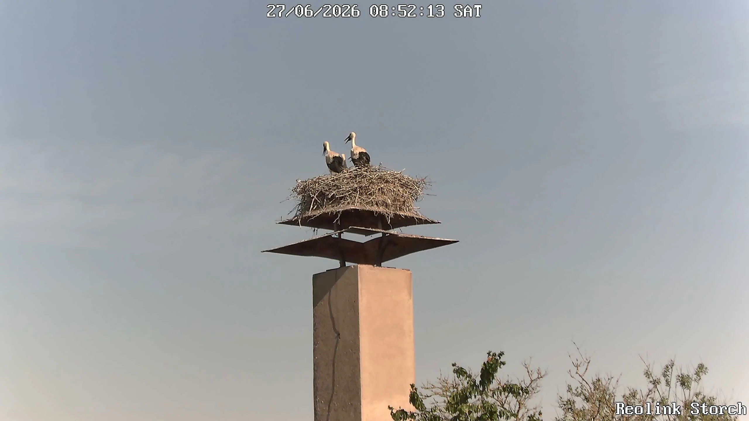 Storchencam Bild