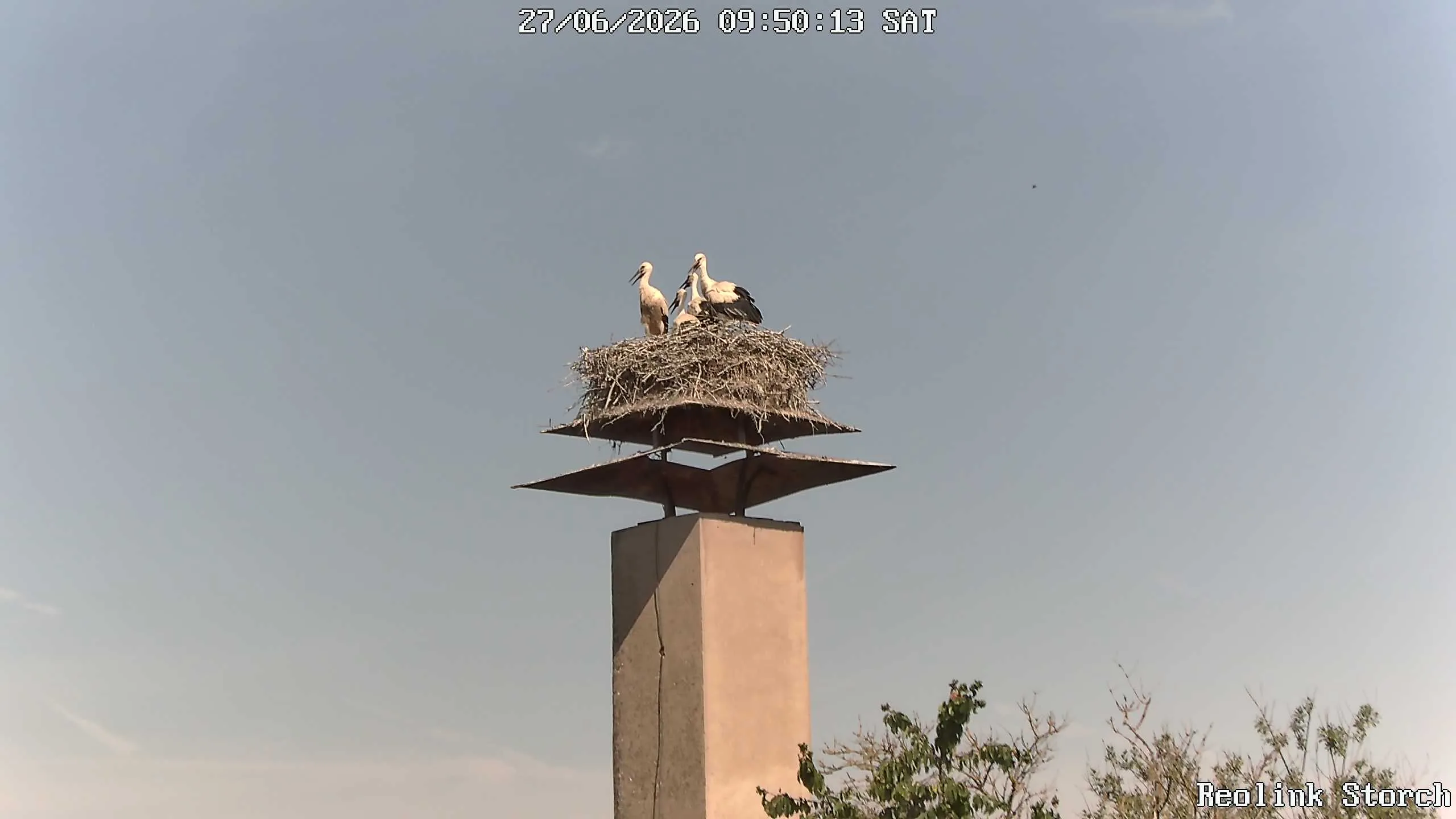 Storchencam Bild