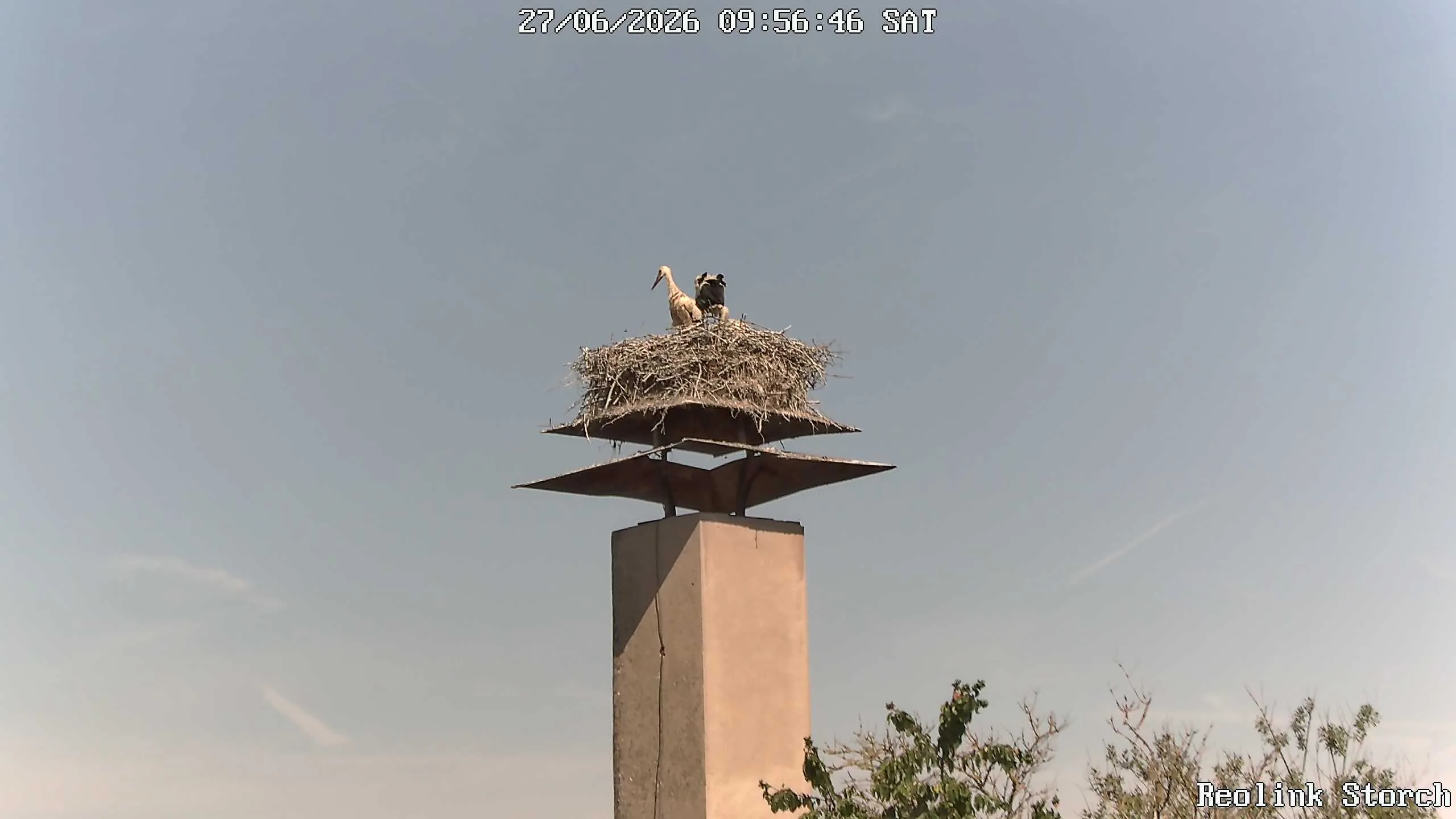 Storchencam Bild