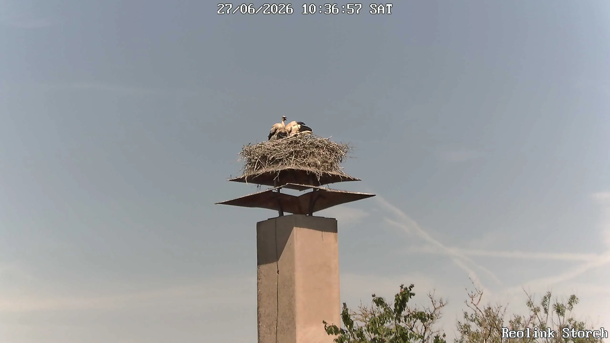 Storchencam Bild