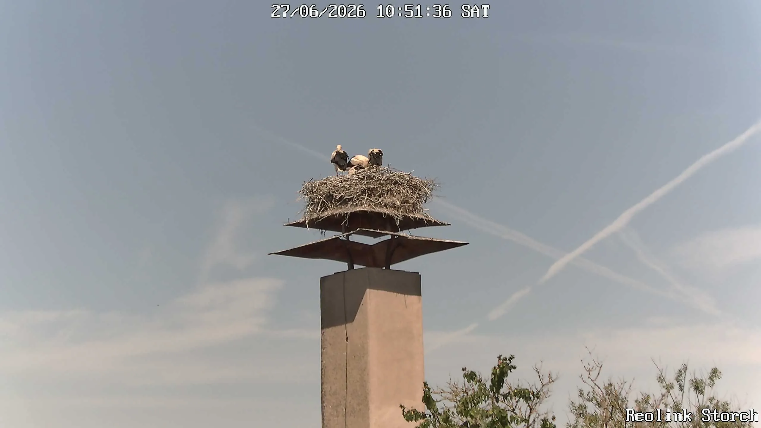 Storchencam Bild