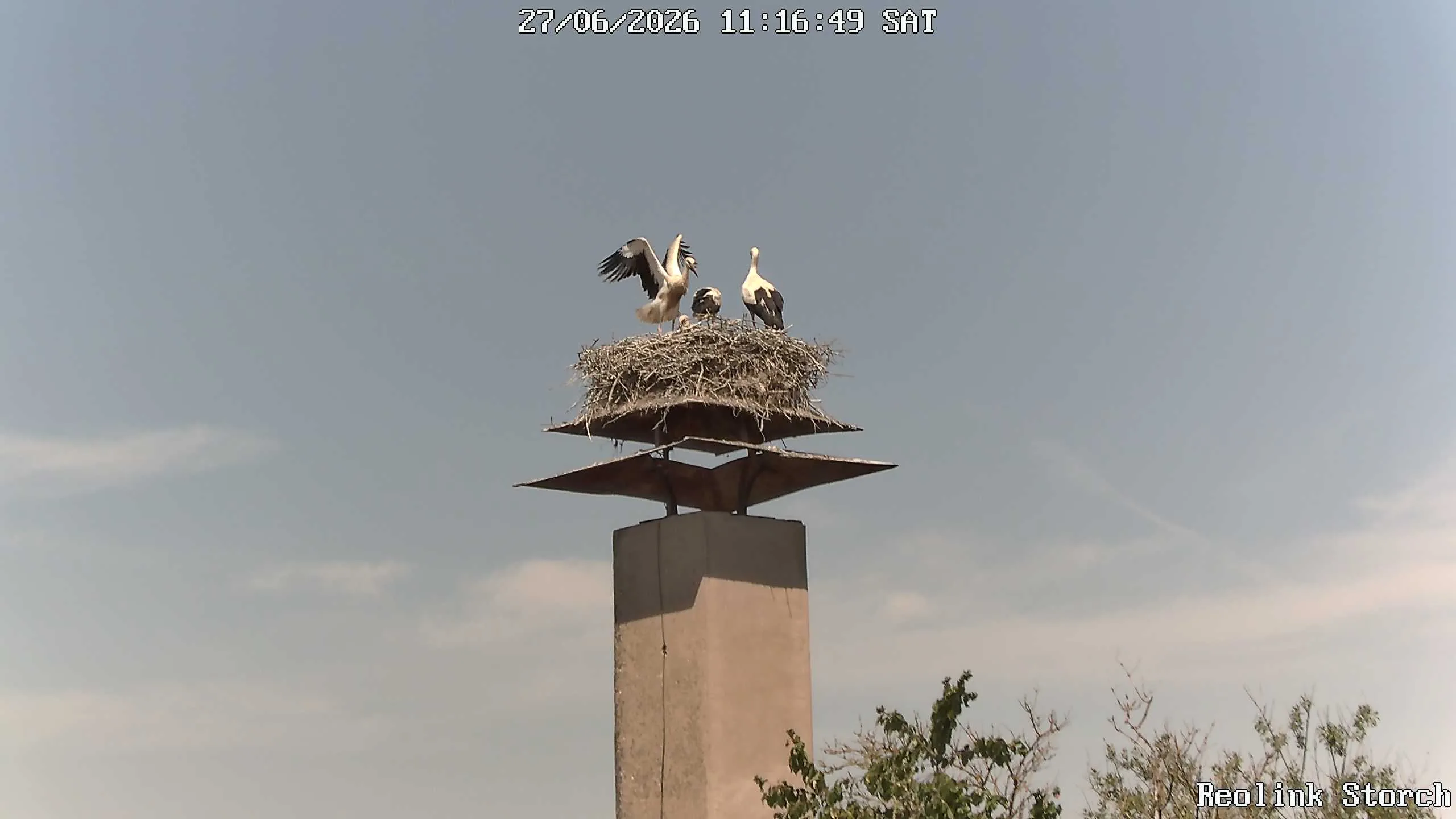 Storchencam Bild