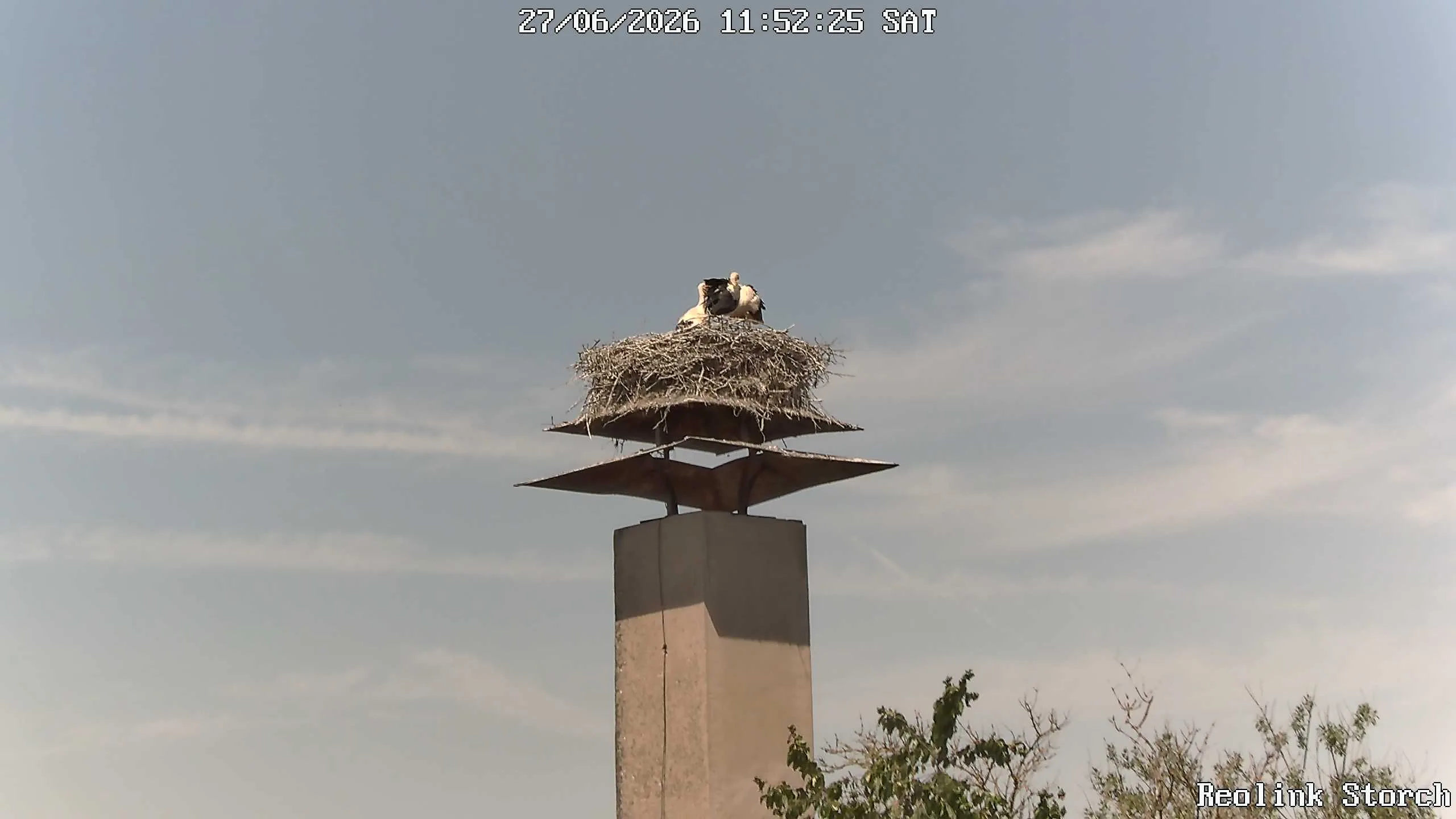 Storchencam Bild