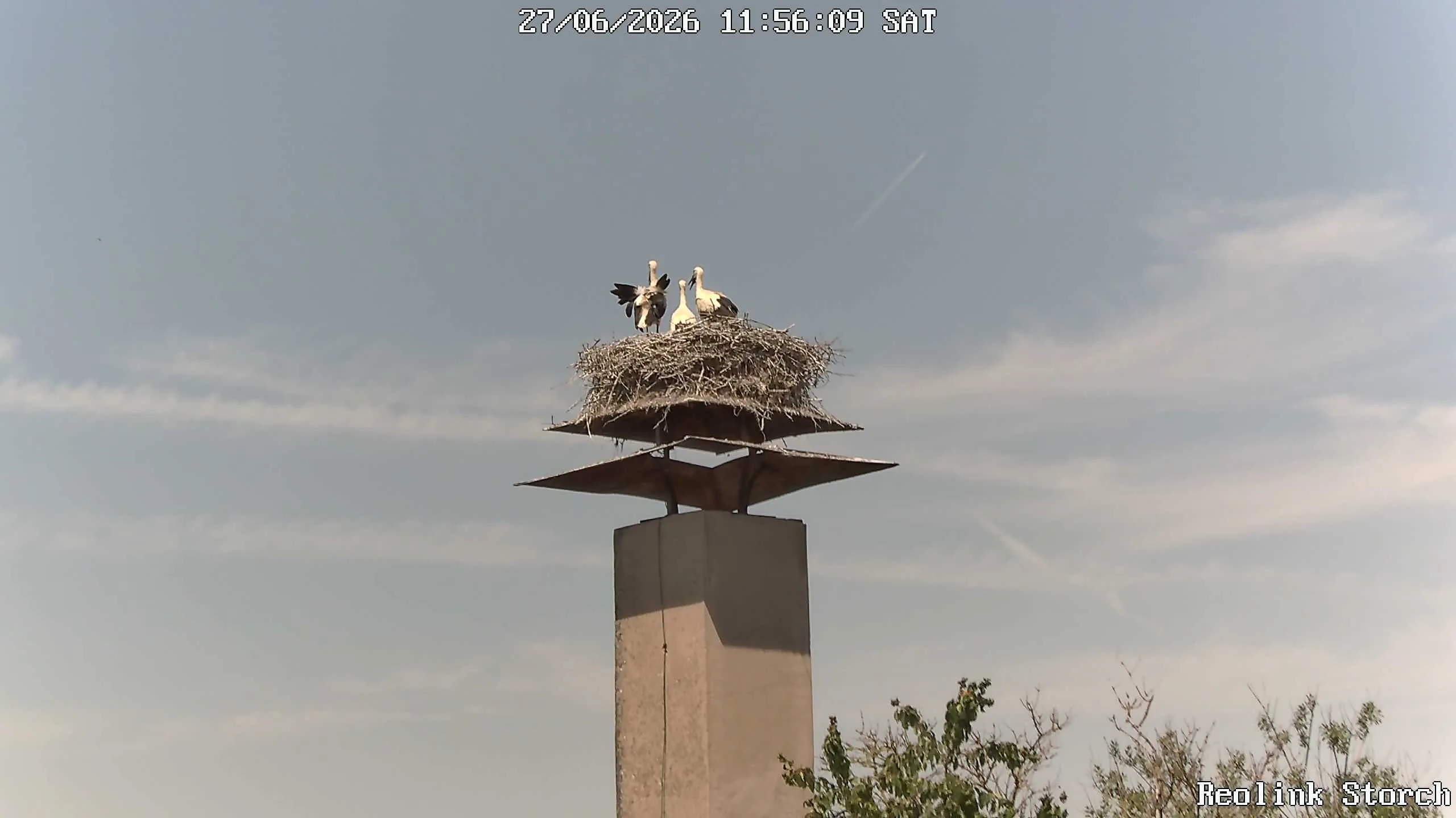 Storchencam Bild