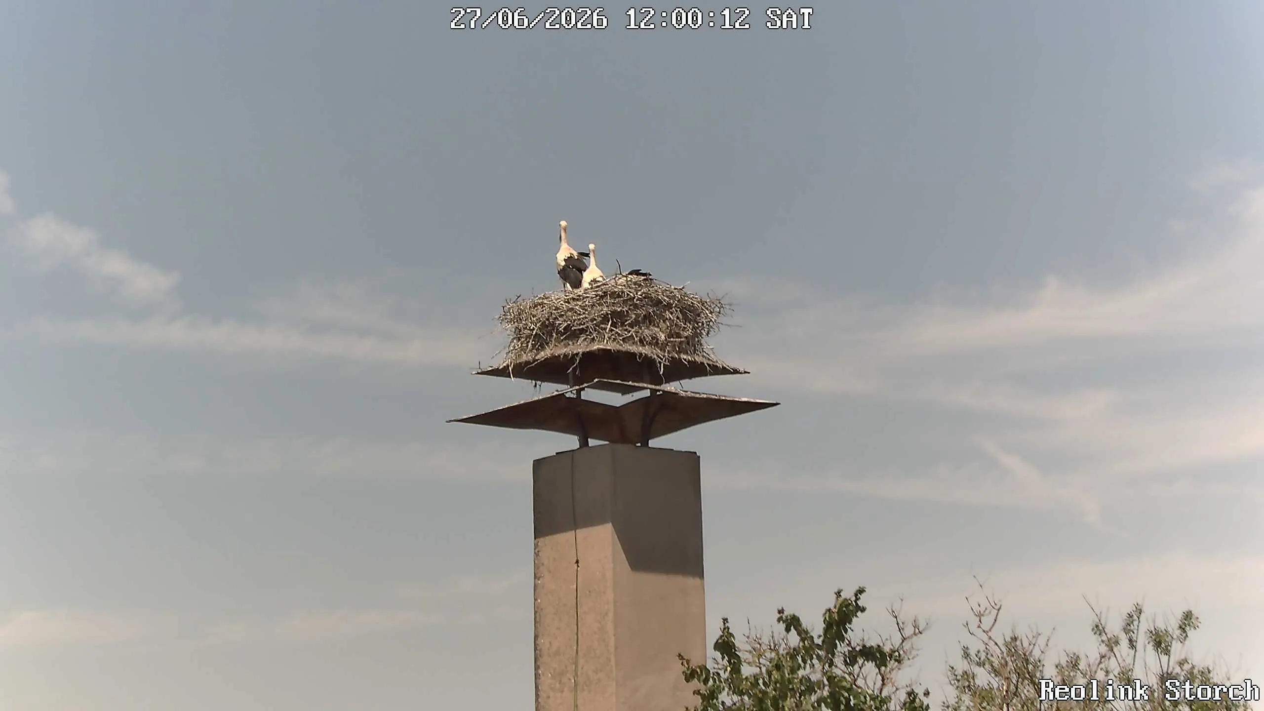 Storchencam Bild