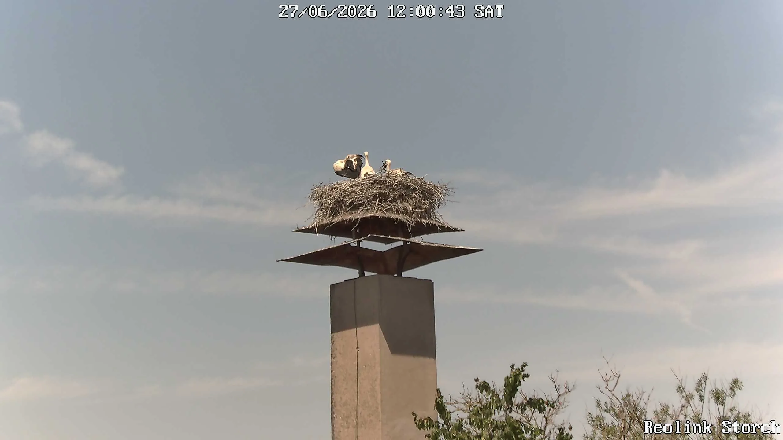 Storchencam Bild
