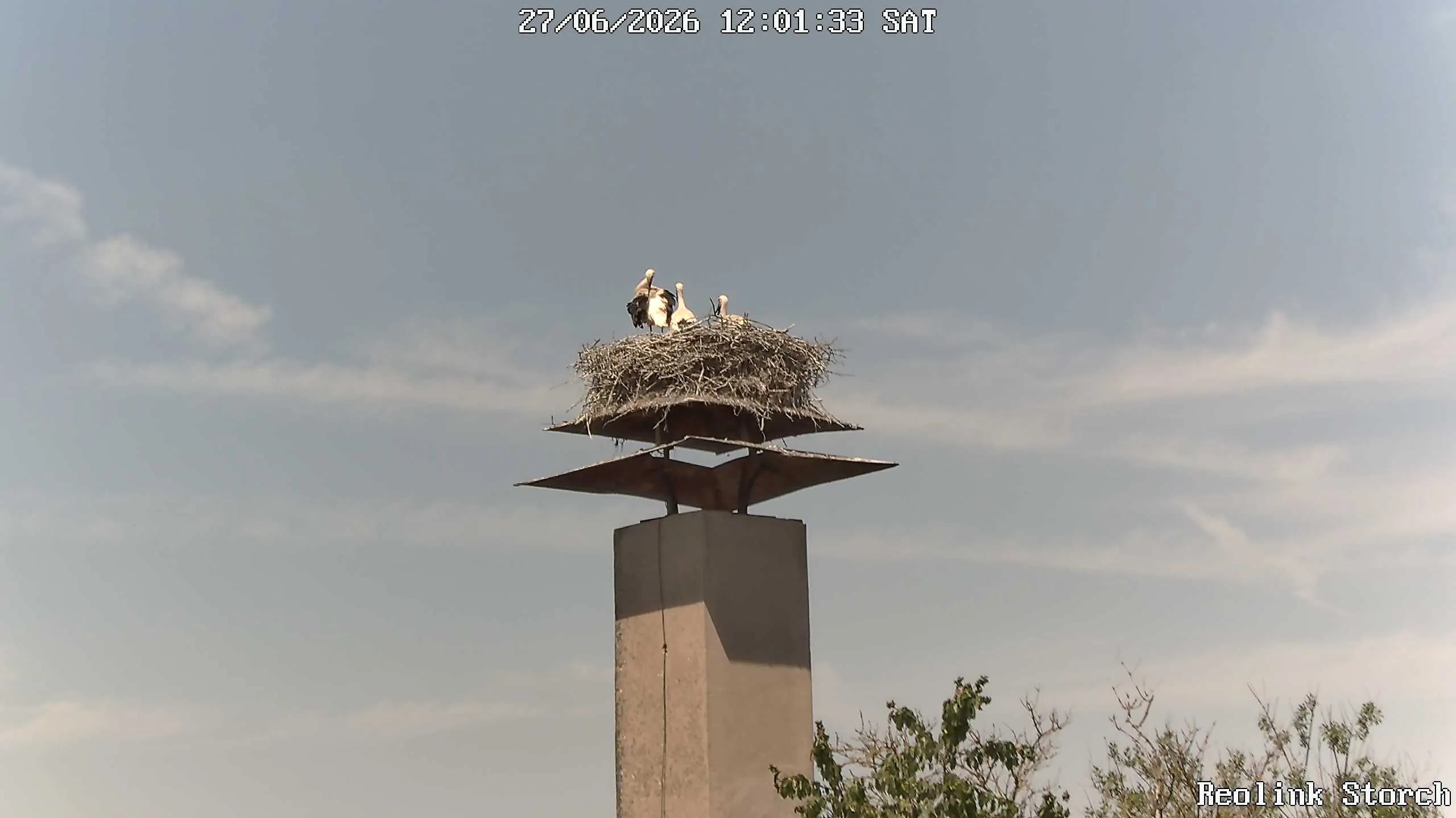 Storchencam Bild