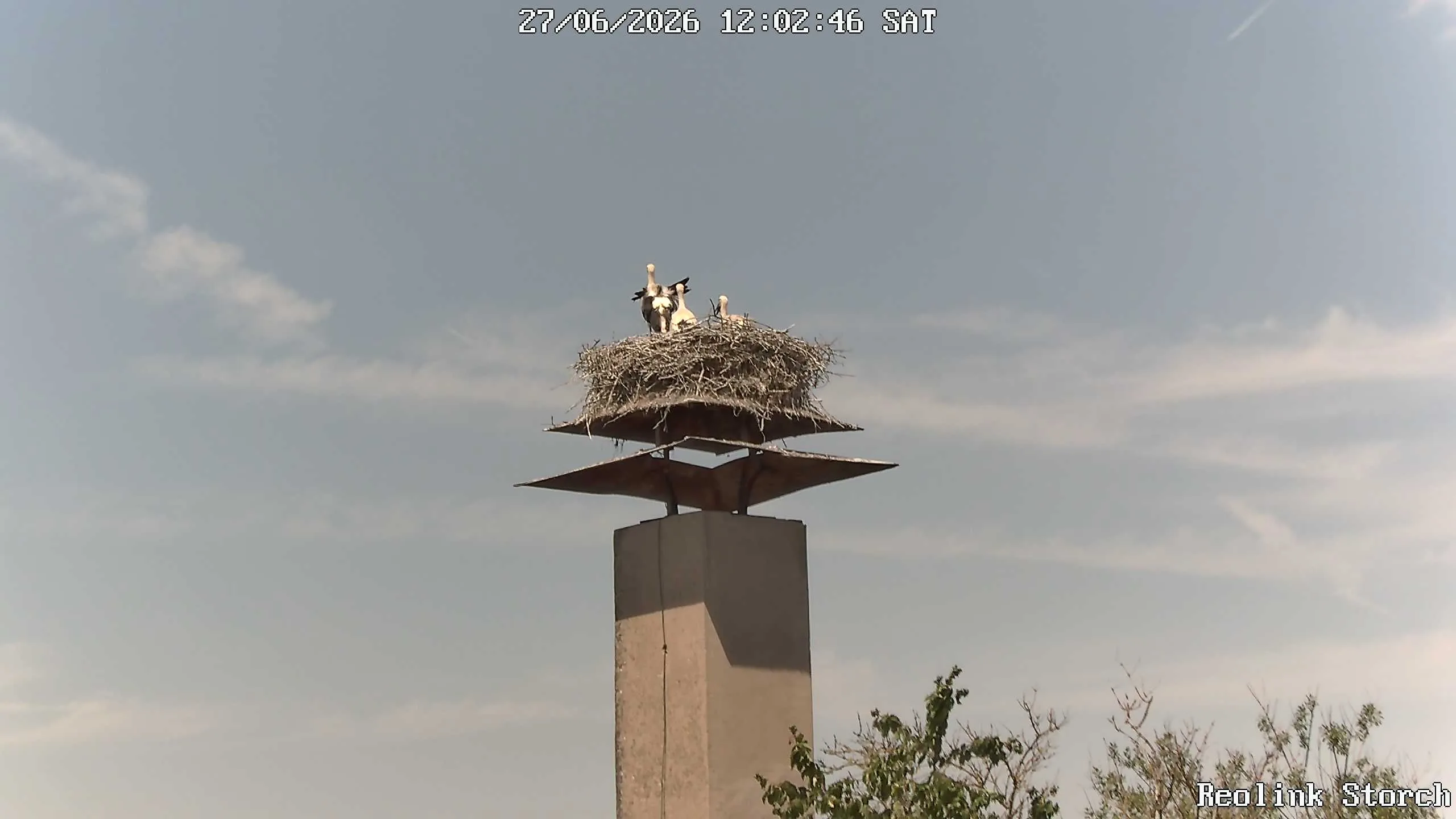 Storchencam Bild