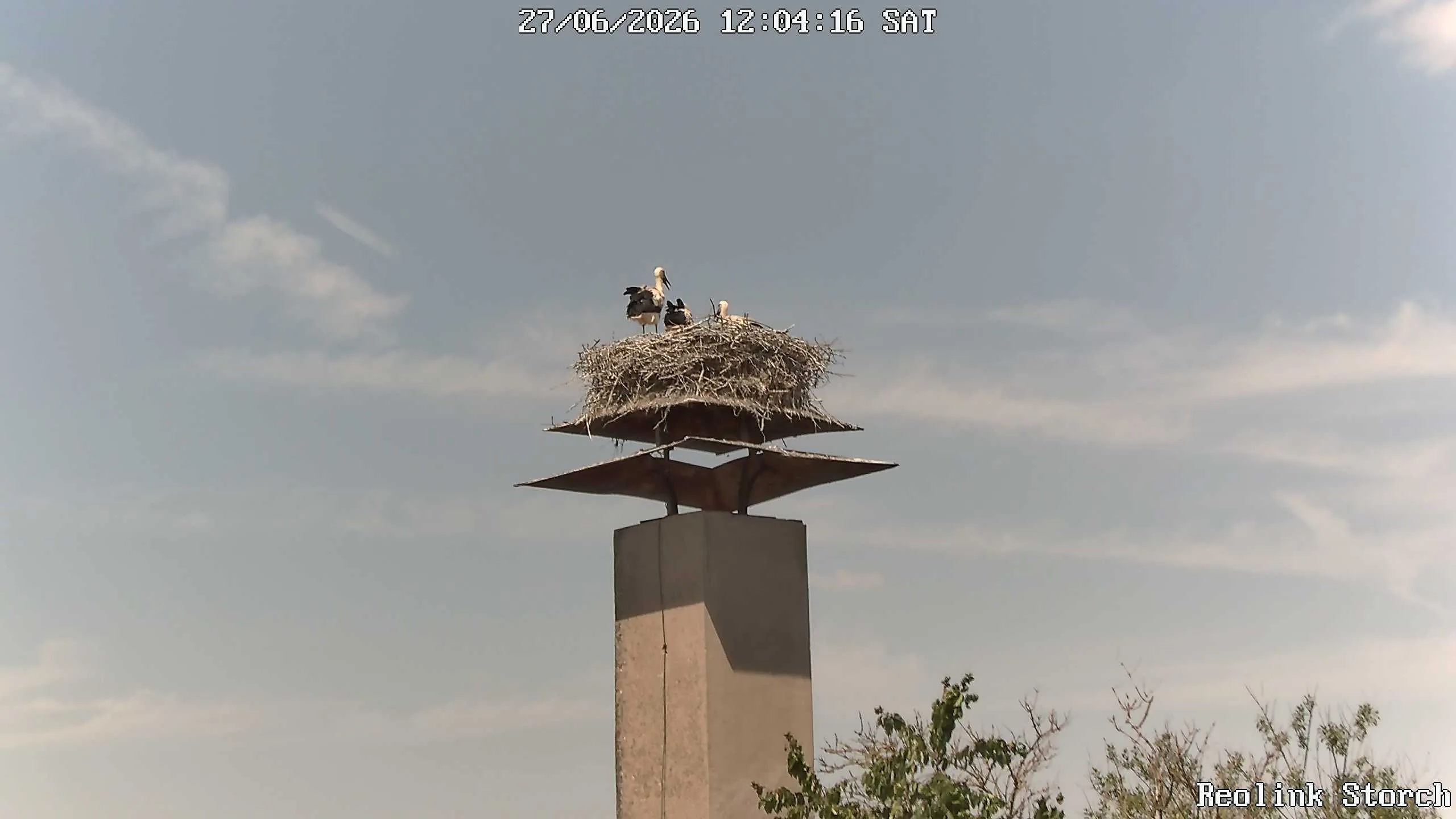 Storchencam Bild