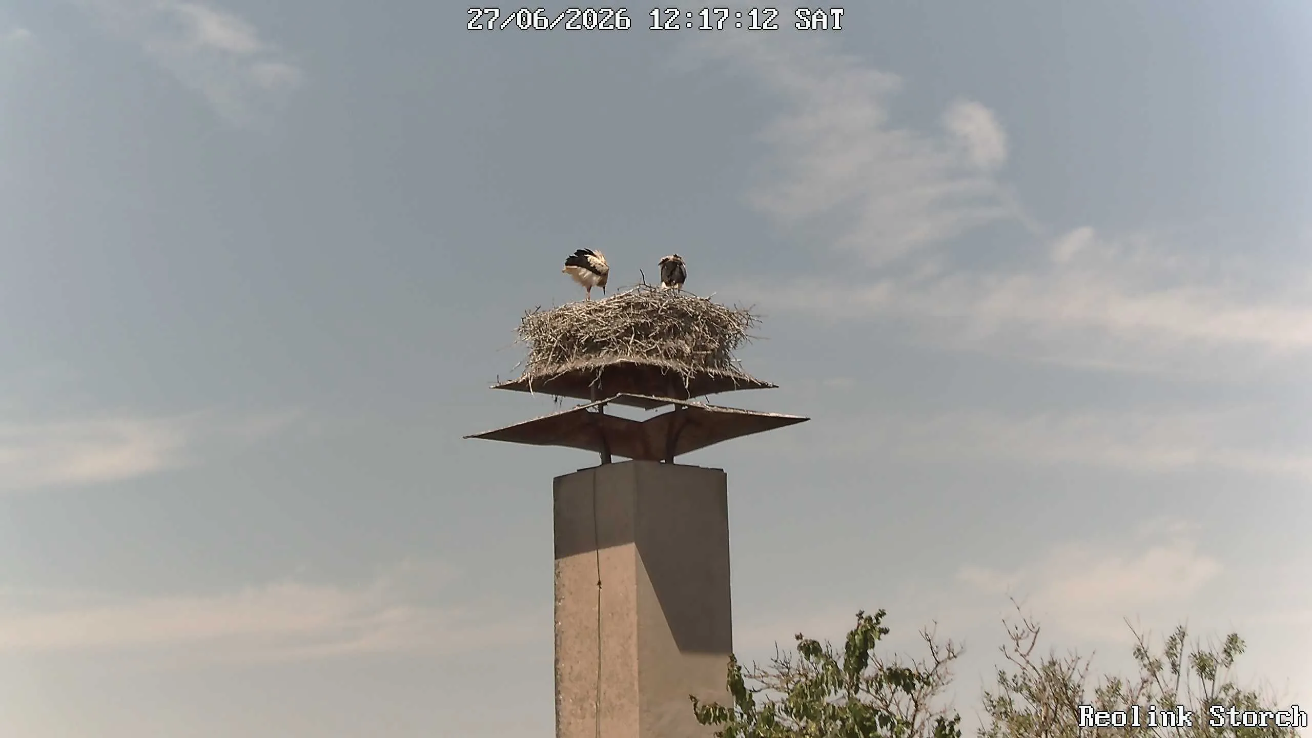 Storchencam Bild