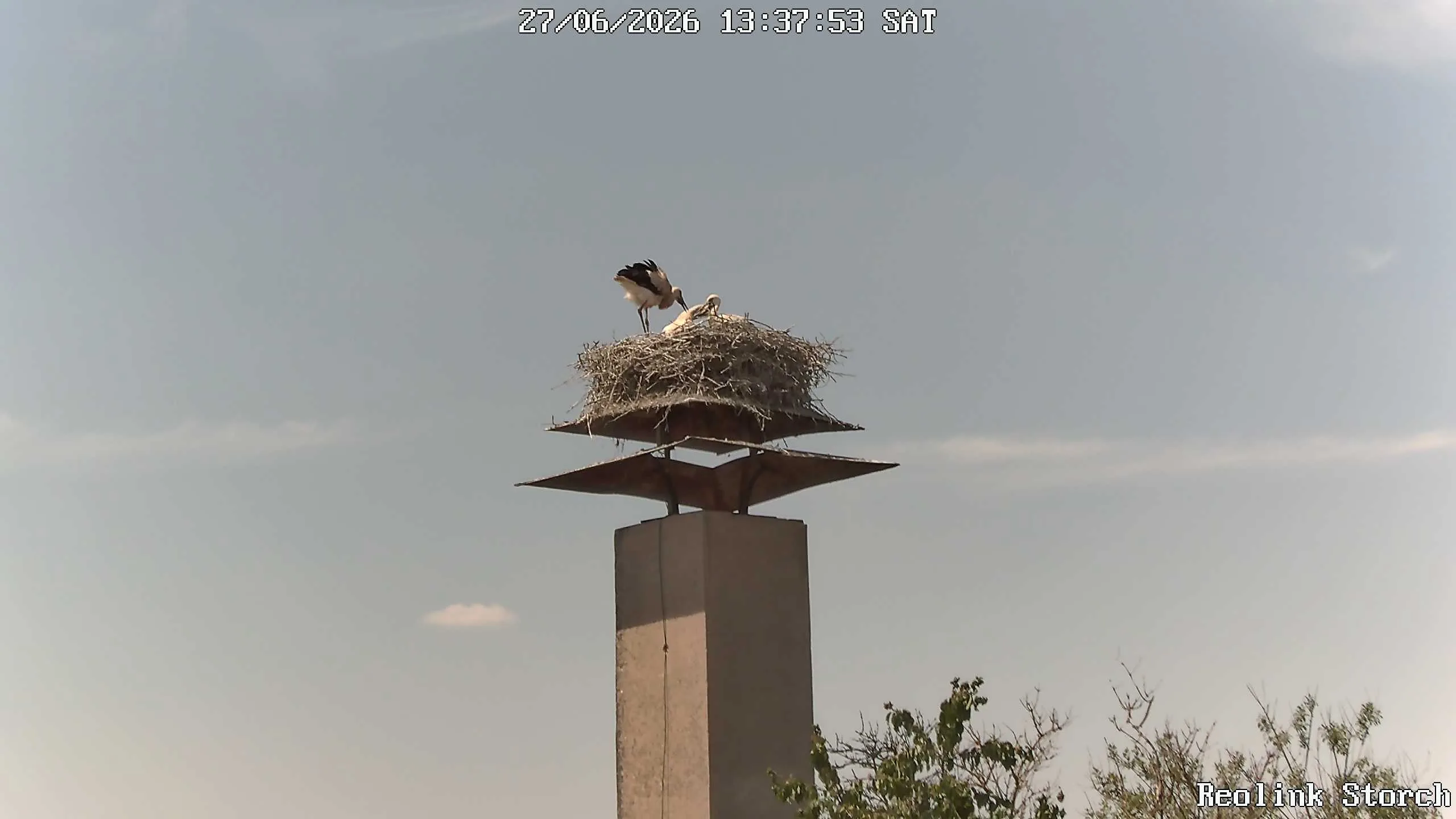 Storchencam Bild