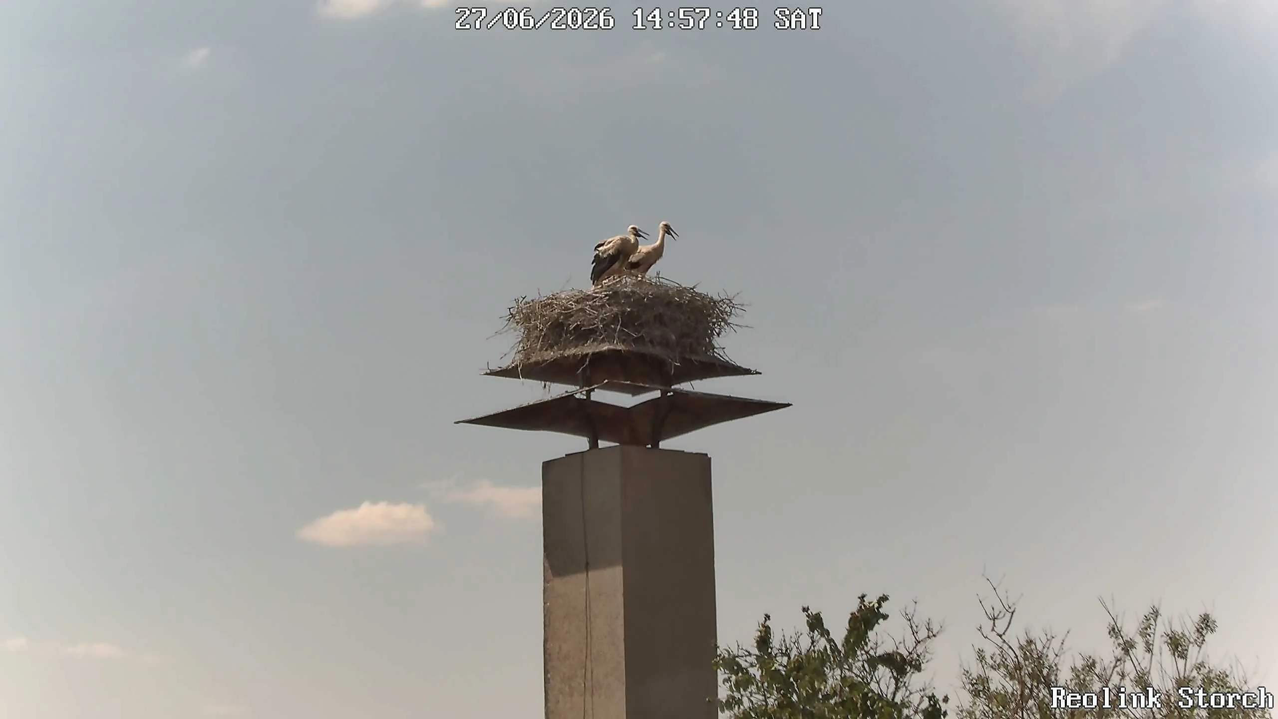 Storchencam Bild