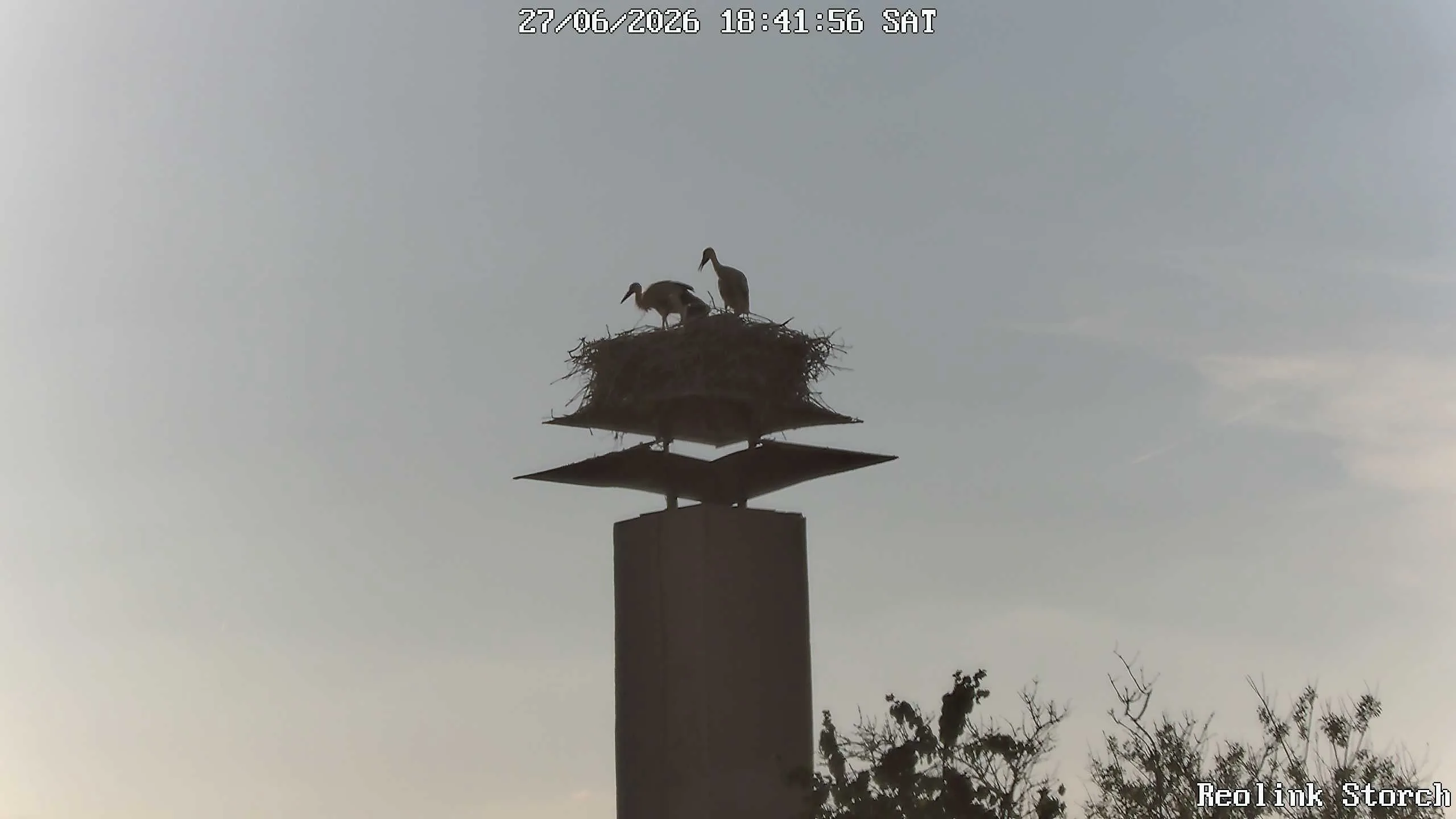 Storchencam Bild