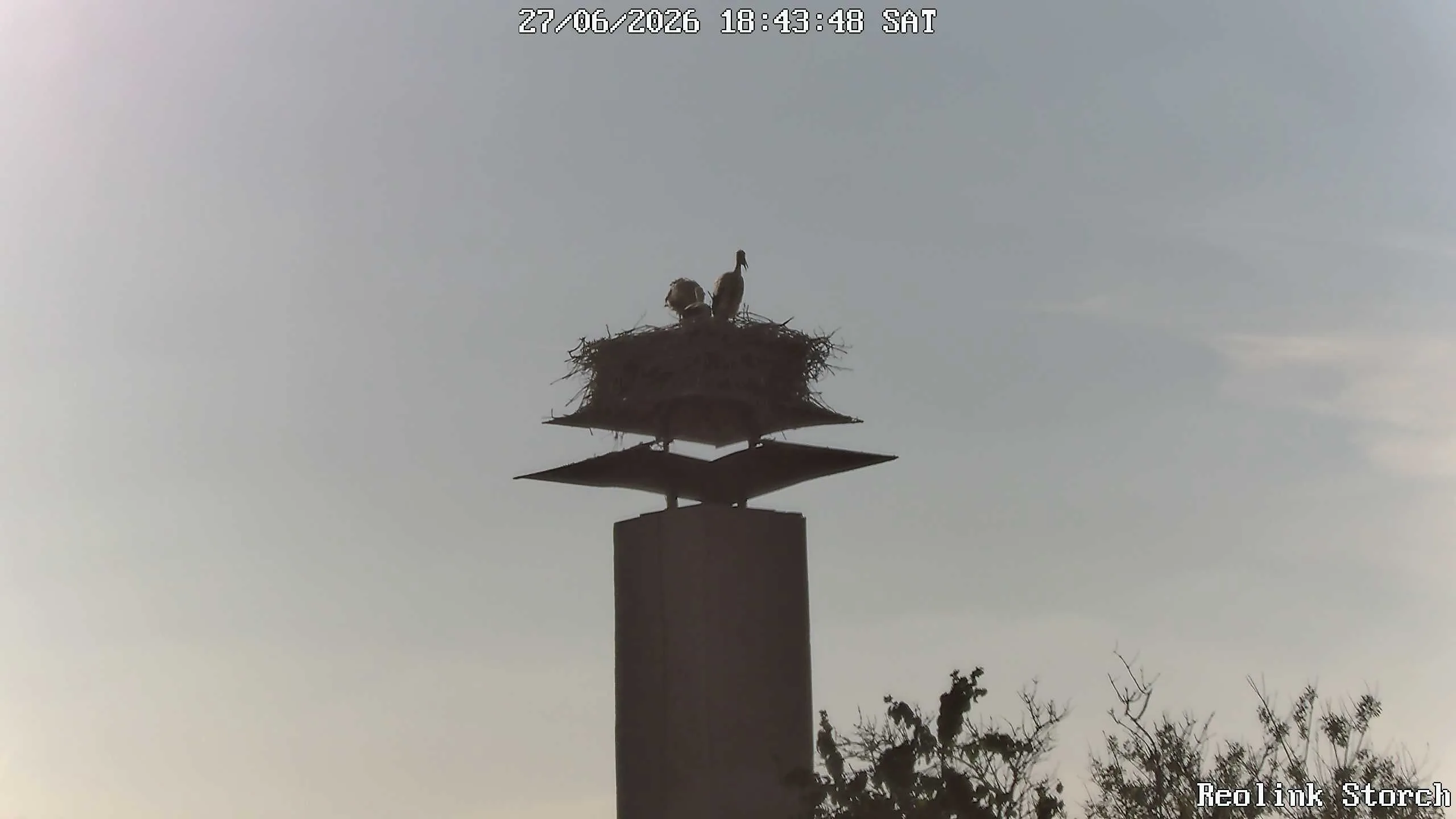 Storchencam Bild