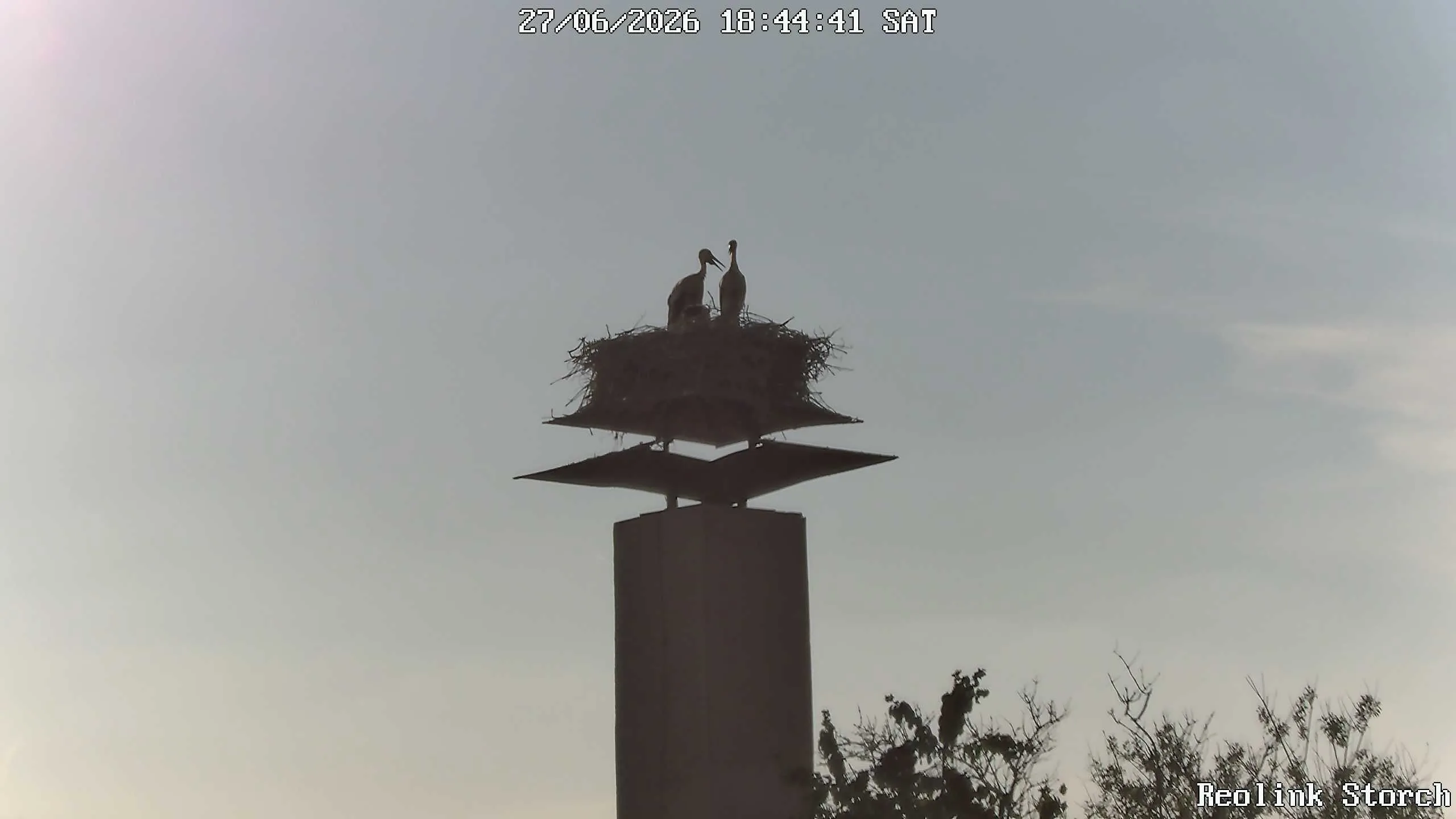 Storchencam Bild
