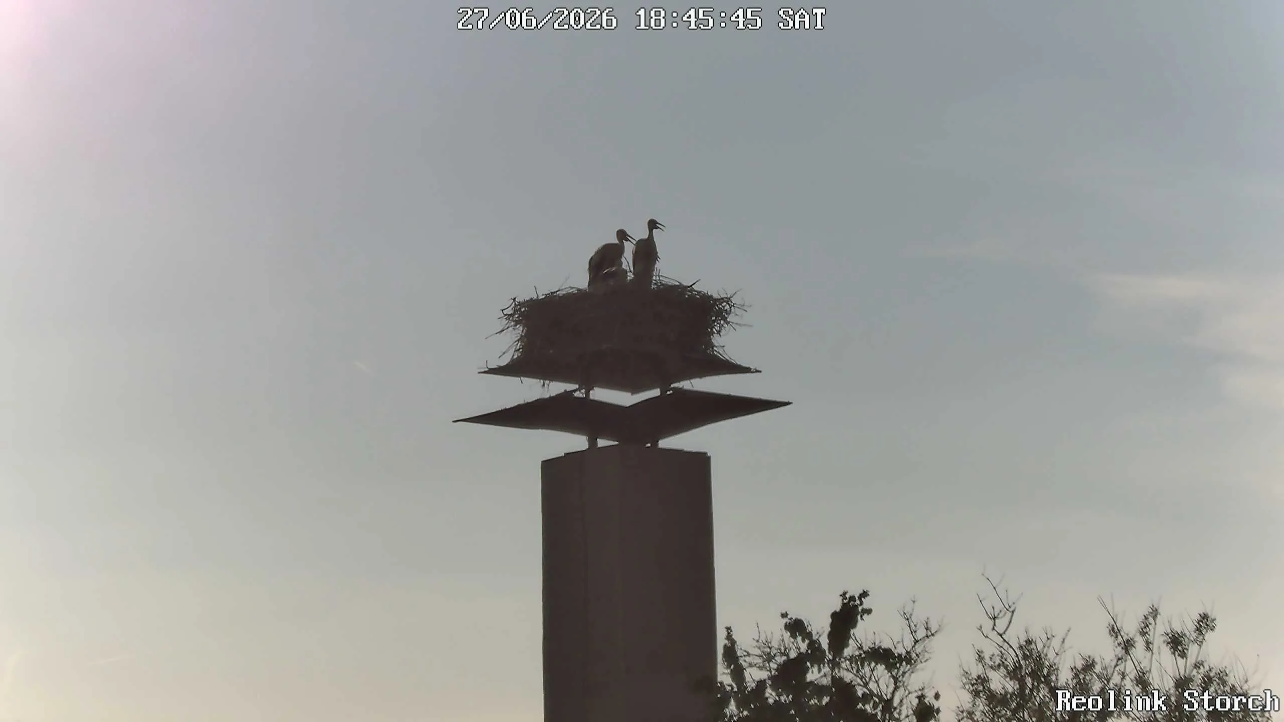 Storchencam Bild