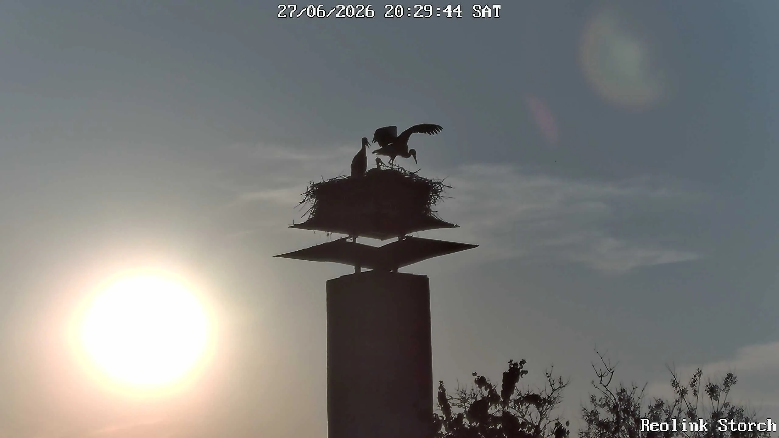 Storchencam Bild