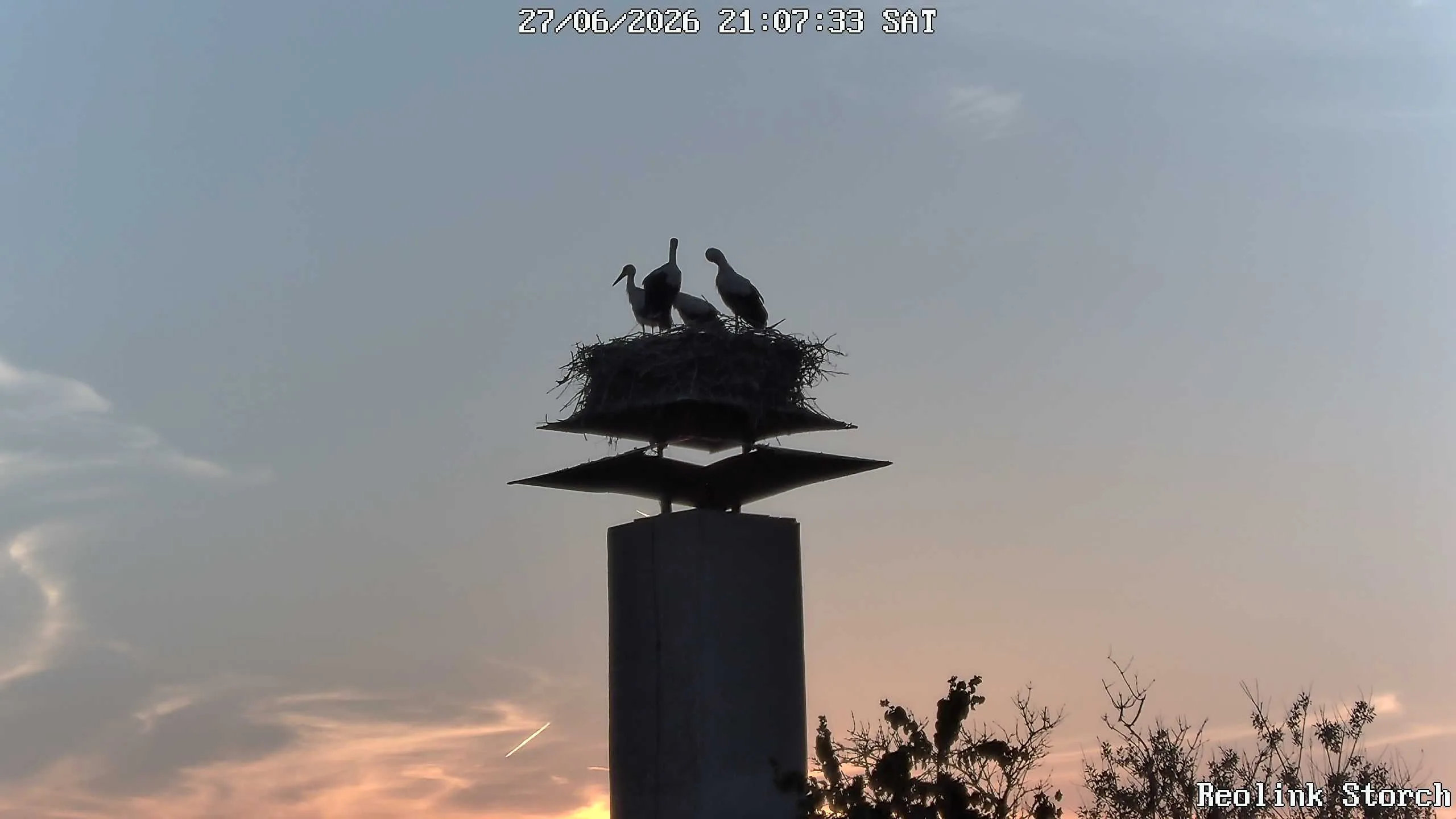 Storchencam Bild