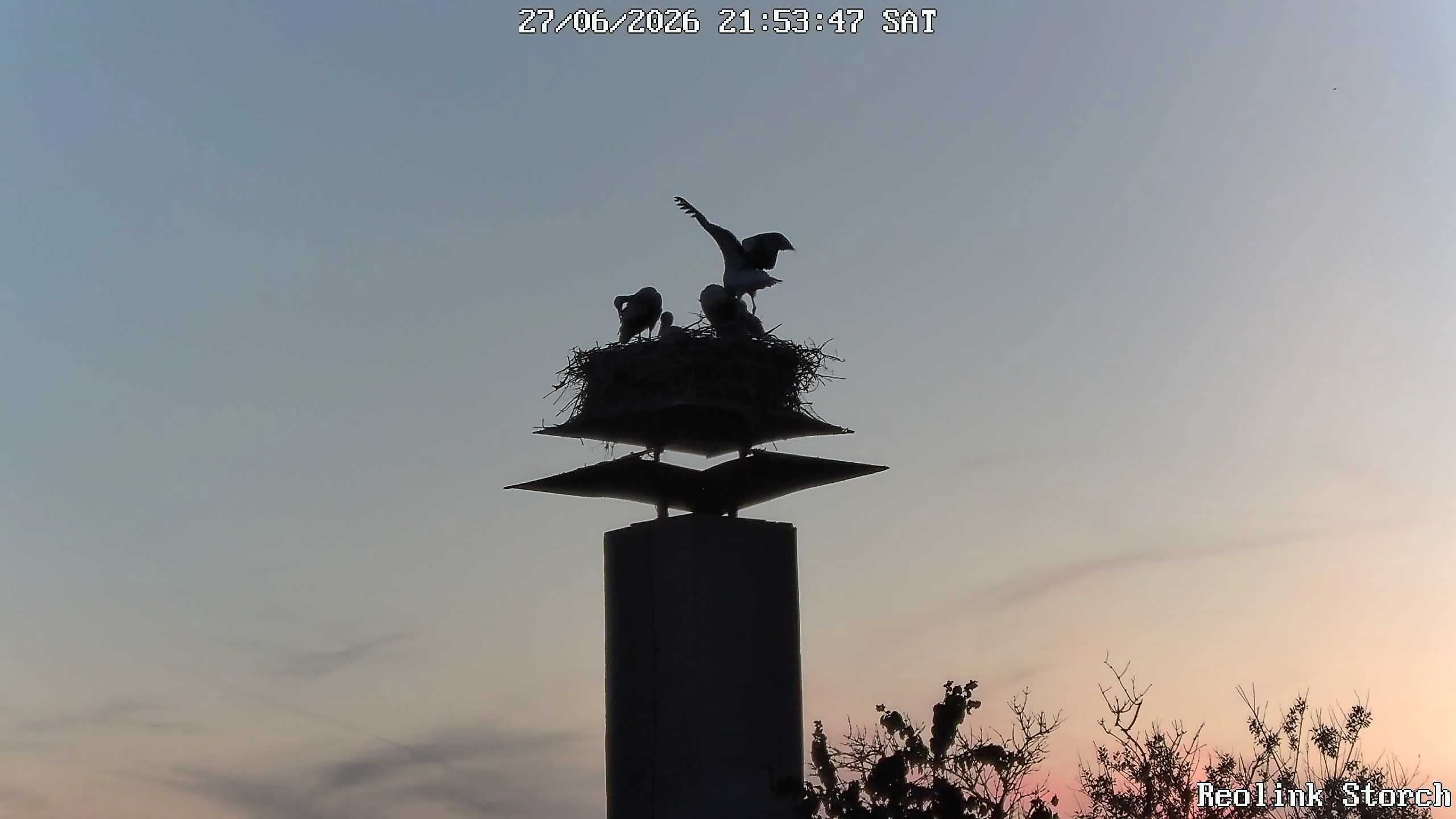 Storchencam Bild