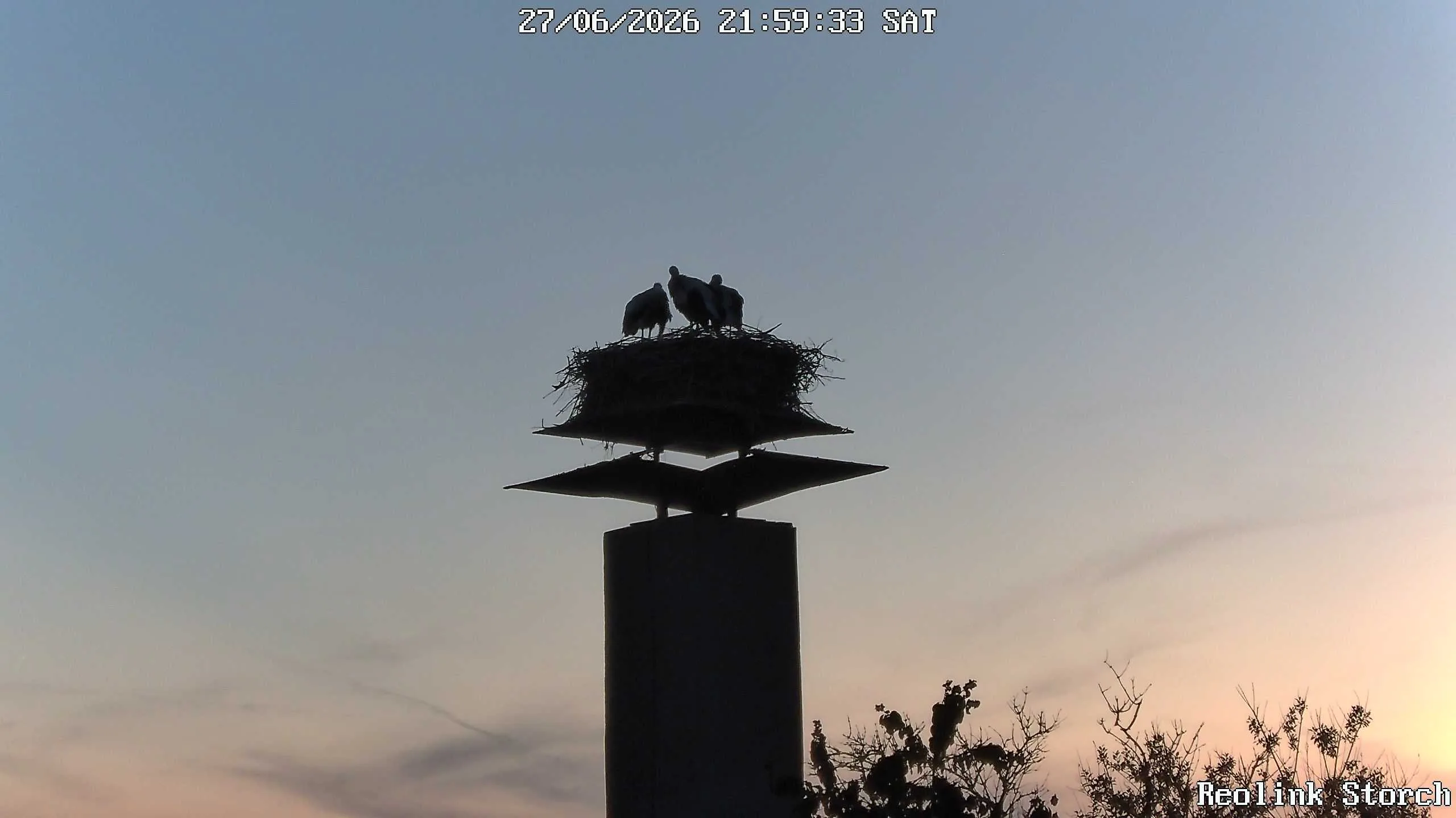 Storchencam Bild