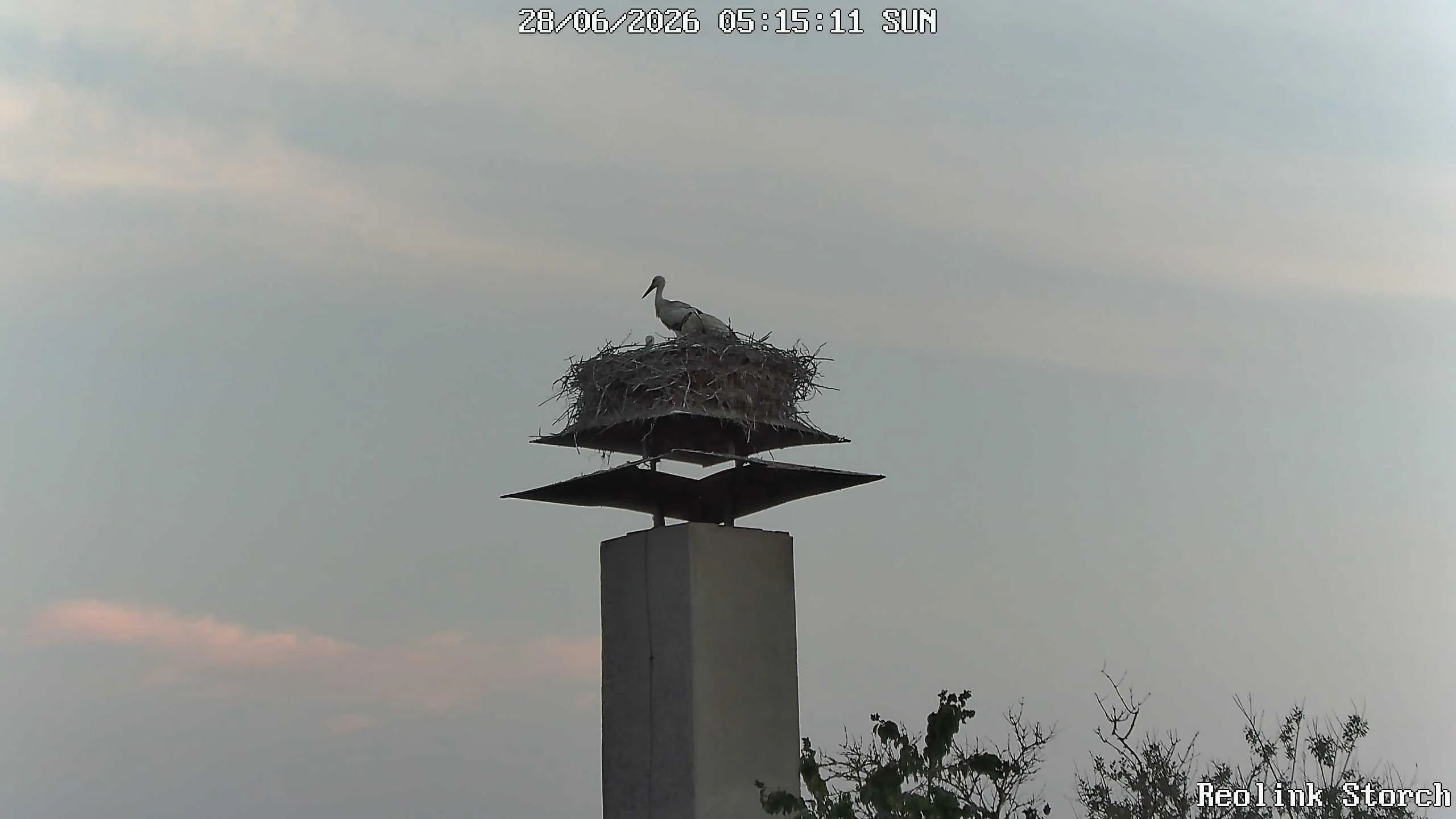 Storchencam Bild