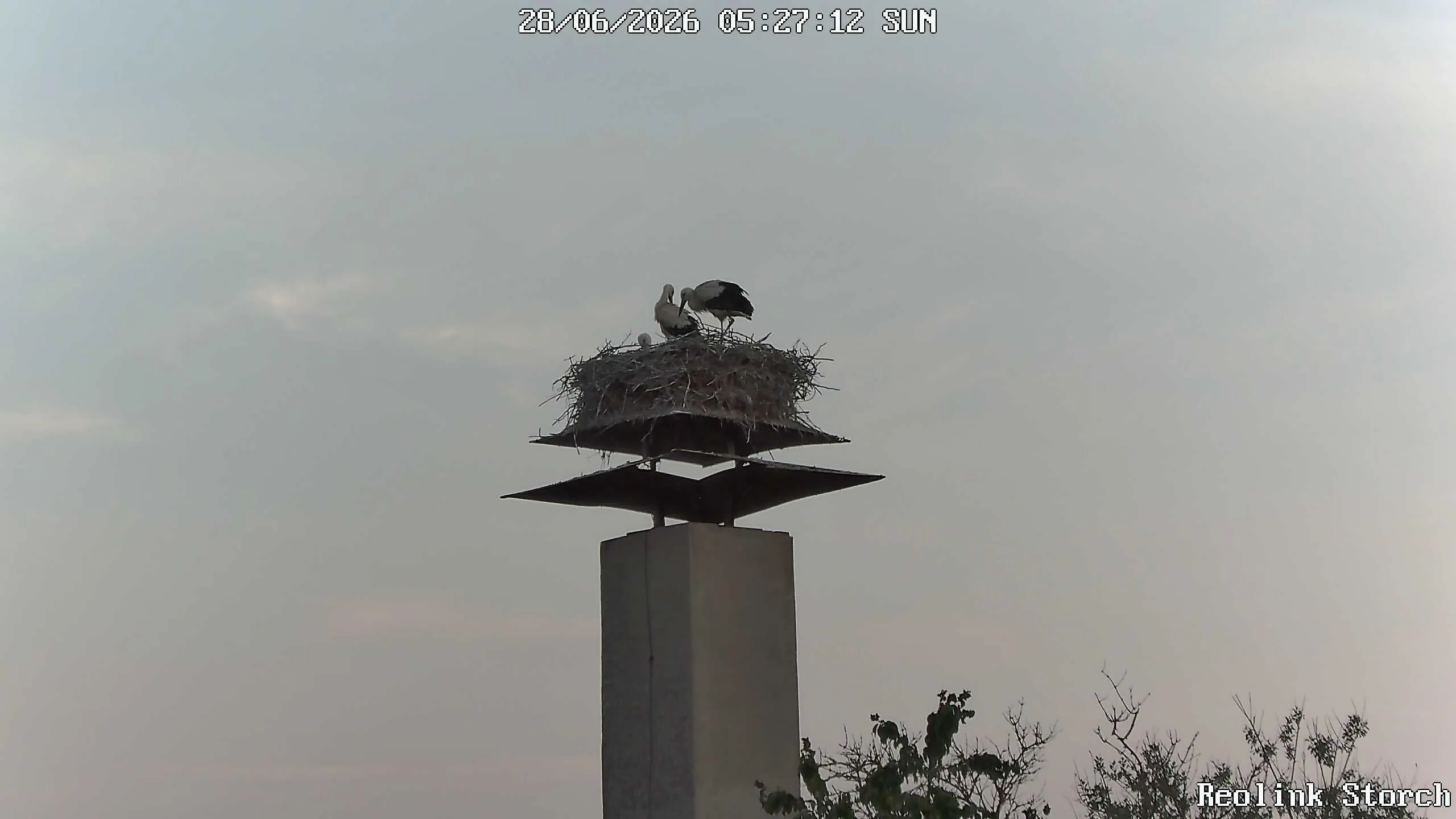 Storchencam Bild