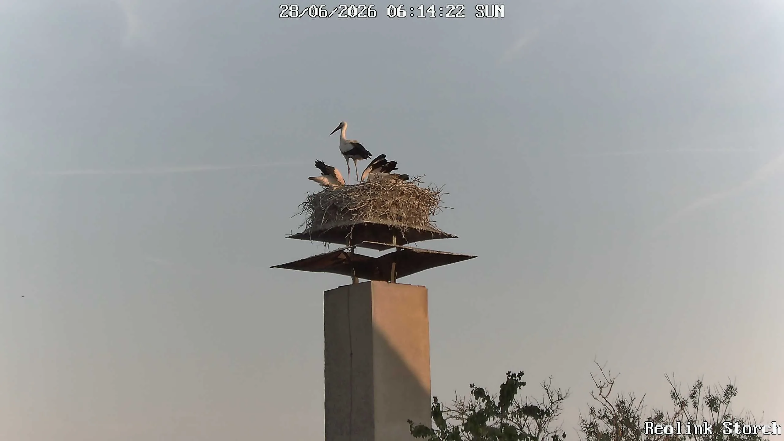 Storchencam Bild