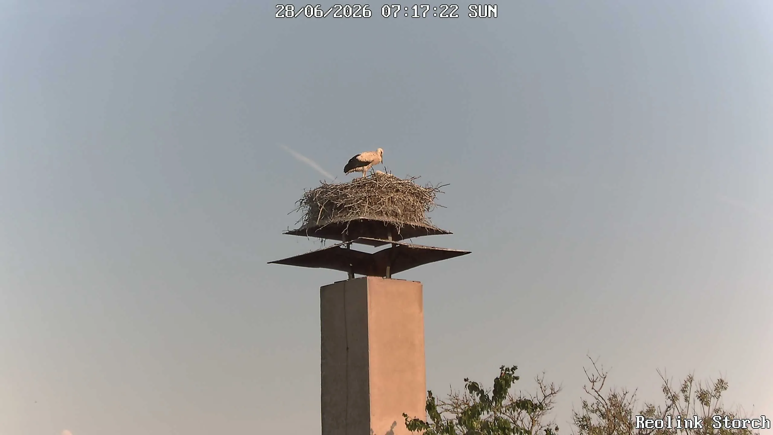 Storchencam Bild