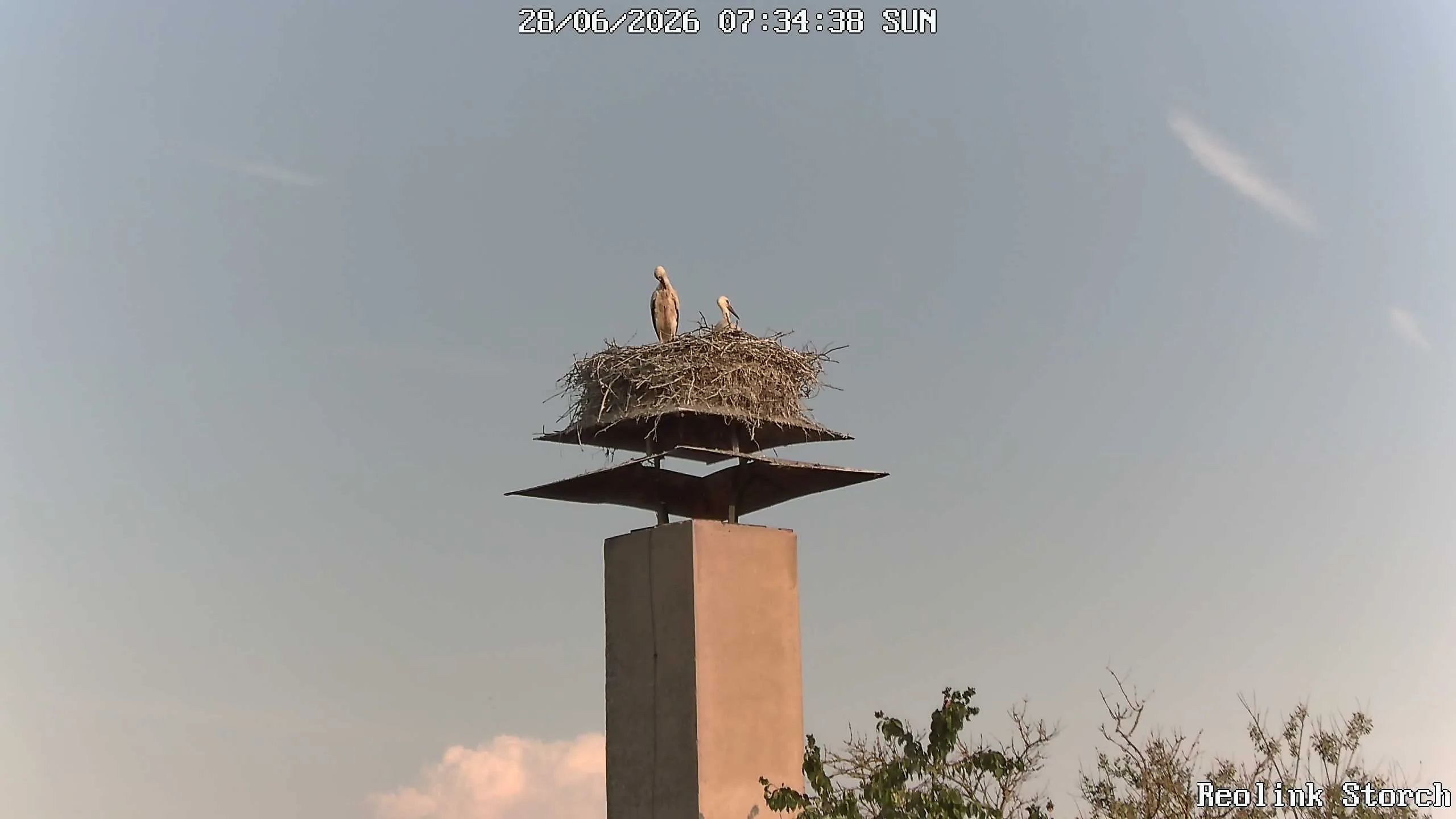 Storchencam Bild