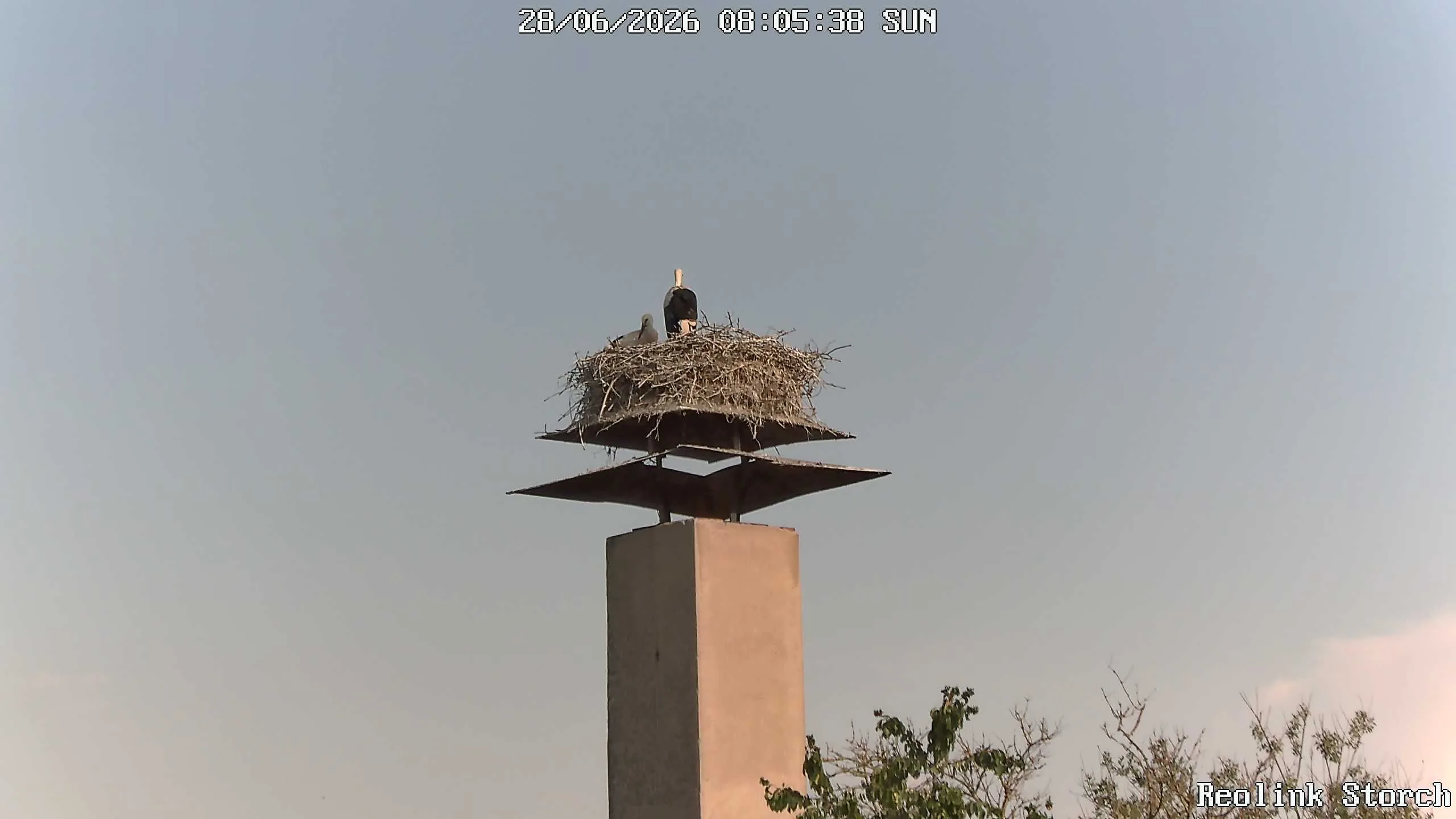 Storchencam Bild