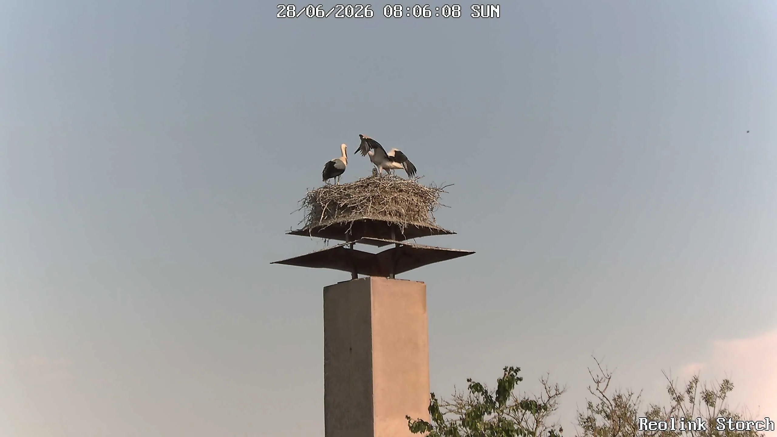 Storchencam Bild