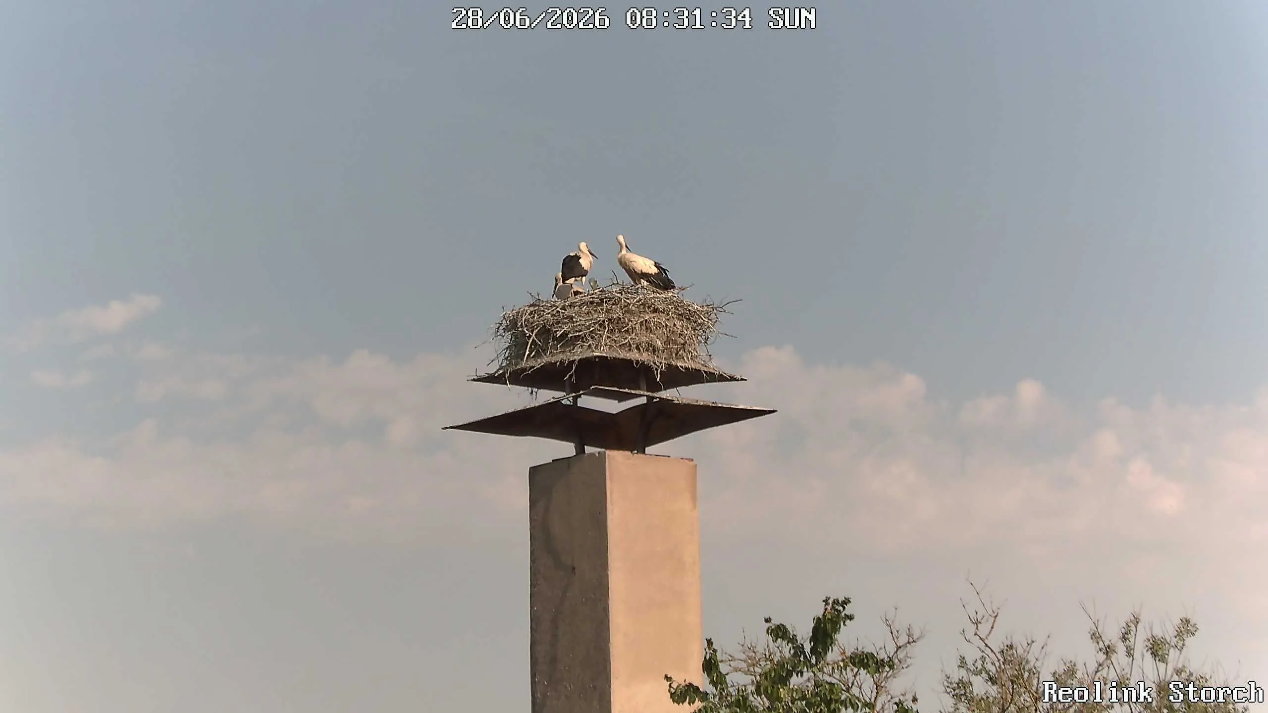 Storchencam Bild
