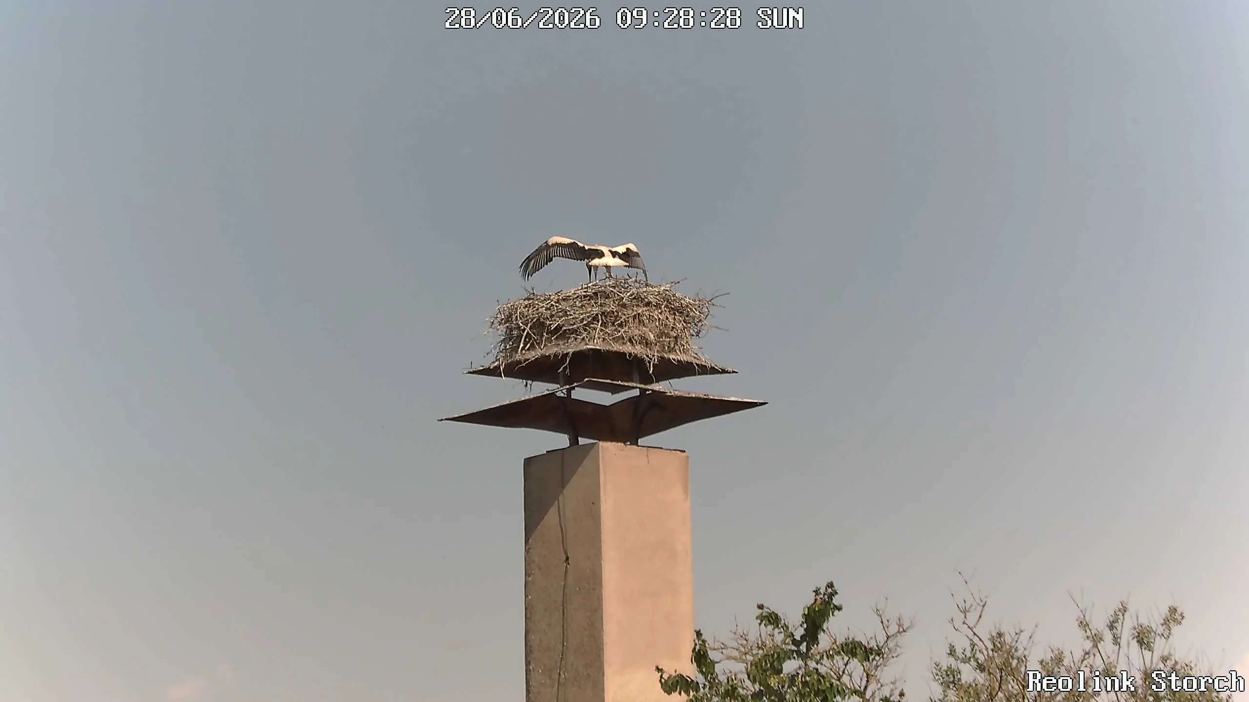 Storchencam Bild