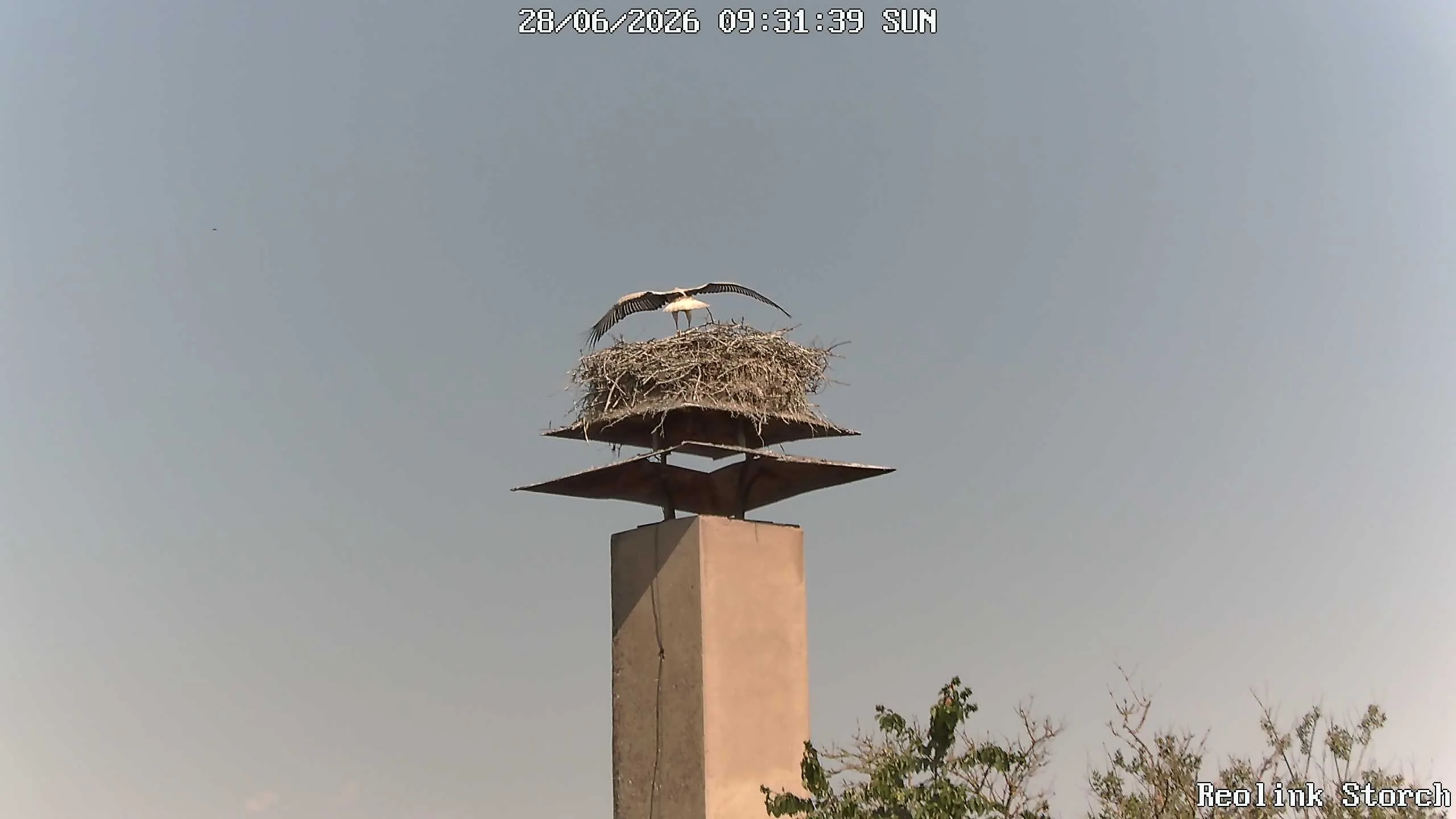 Storchencam Bild