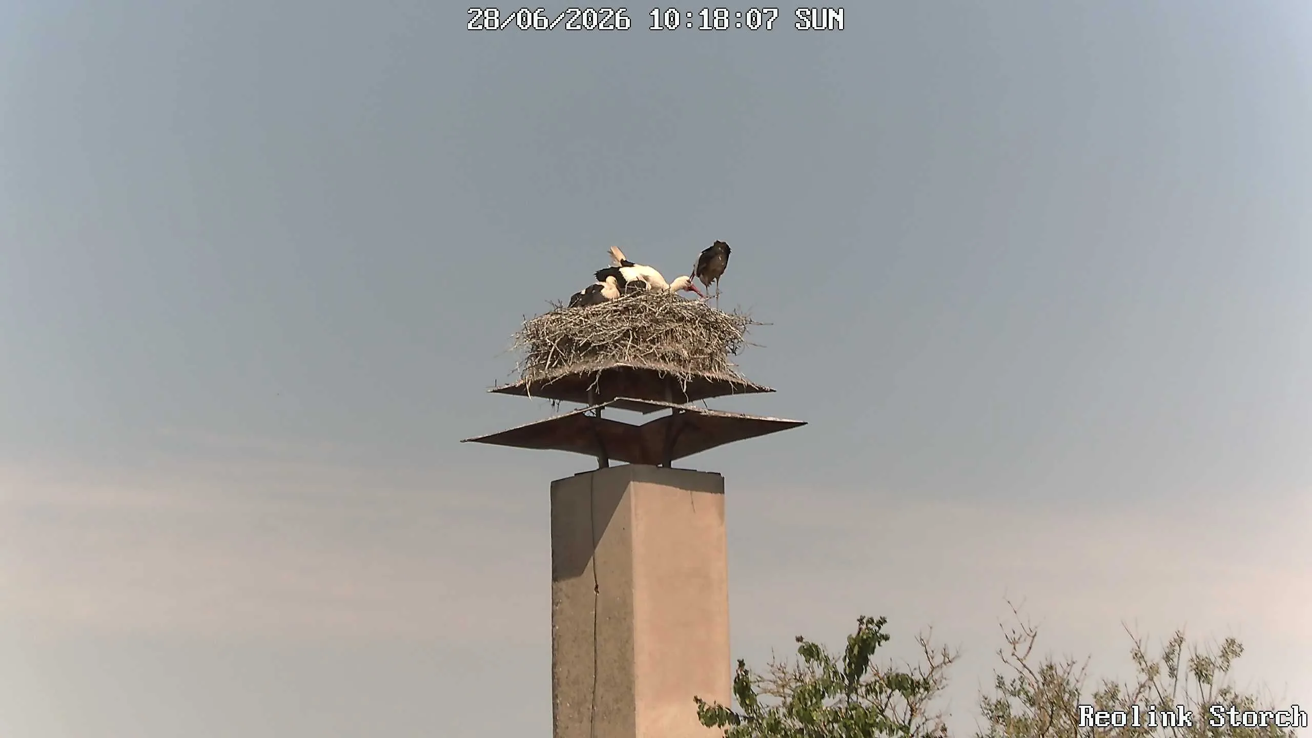 Storchencam Bild