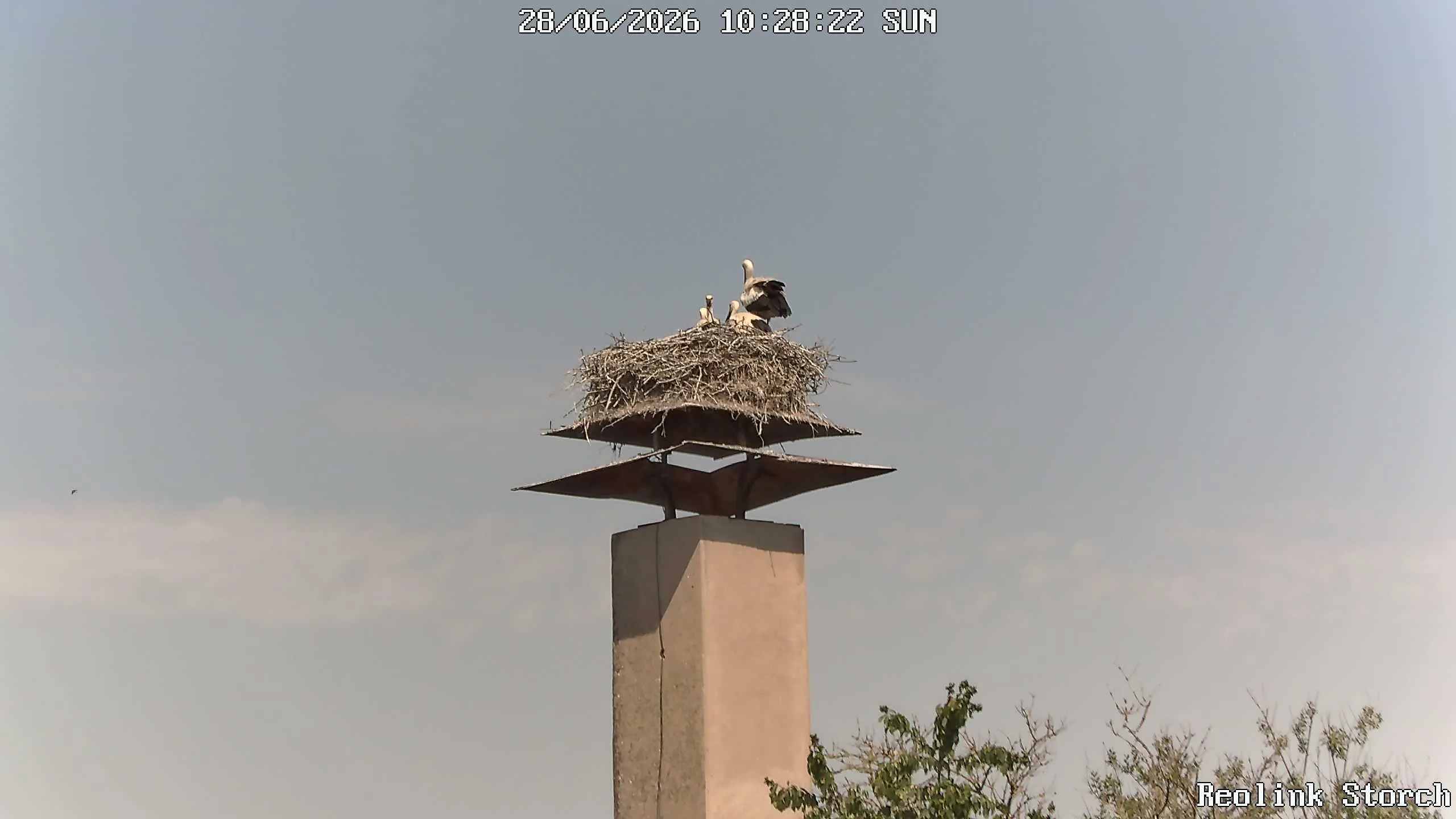 Storchencam Bild