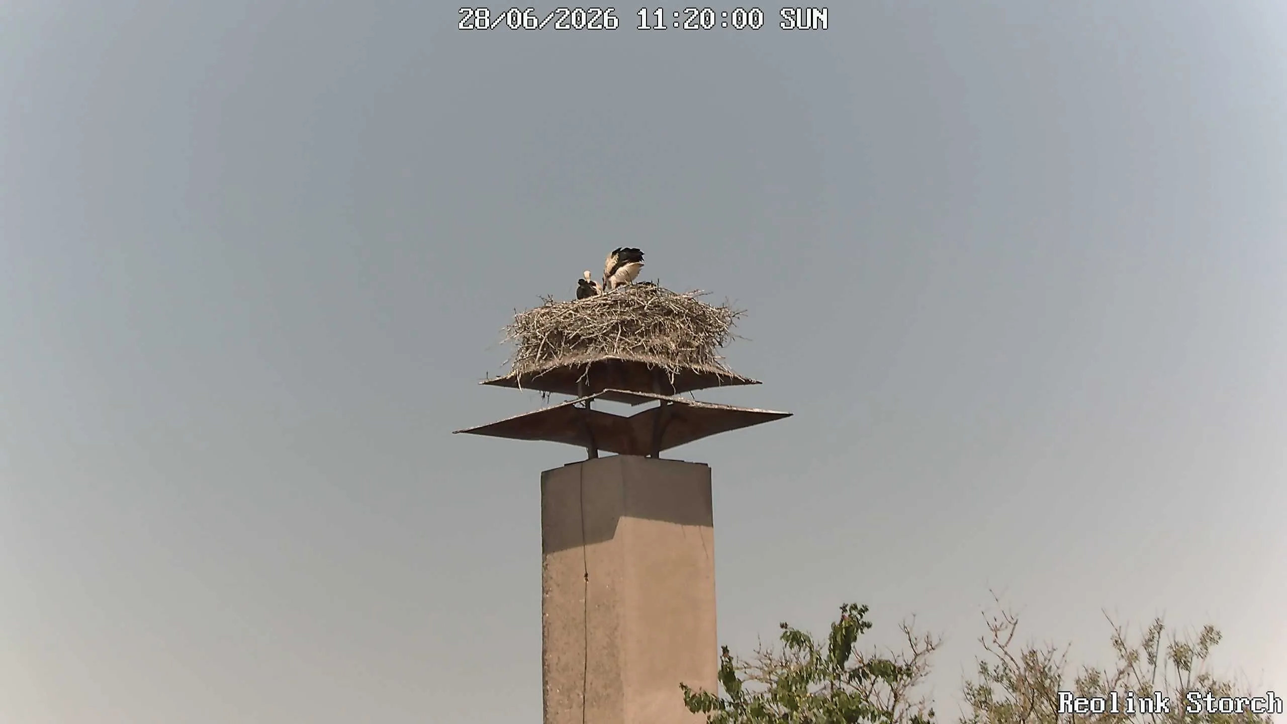 Storchencam Bild